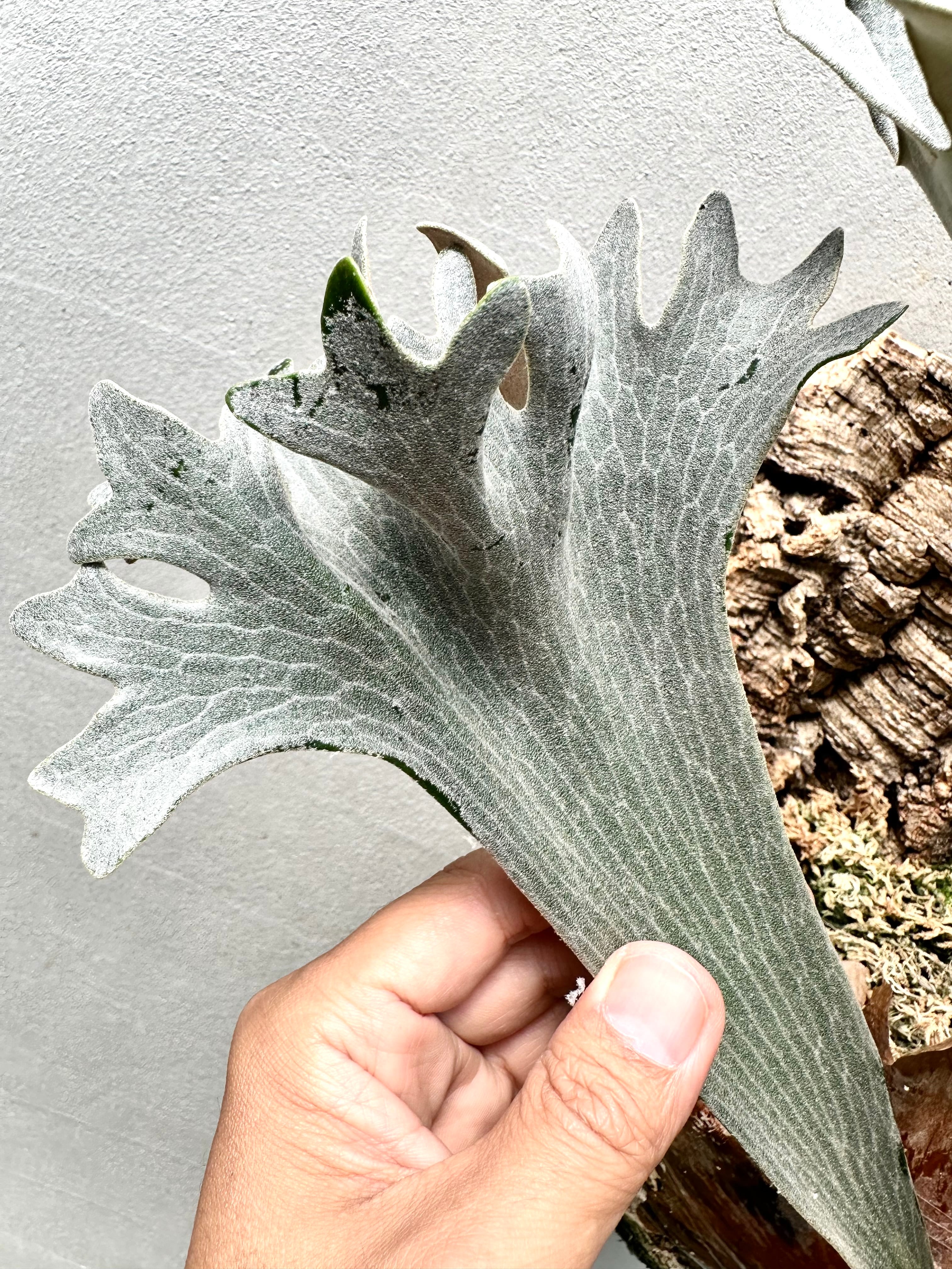 a) P. hillii dwarf ビカクシダ ヒリー ドワーフ | vandaka plants