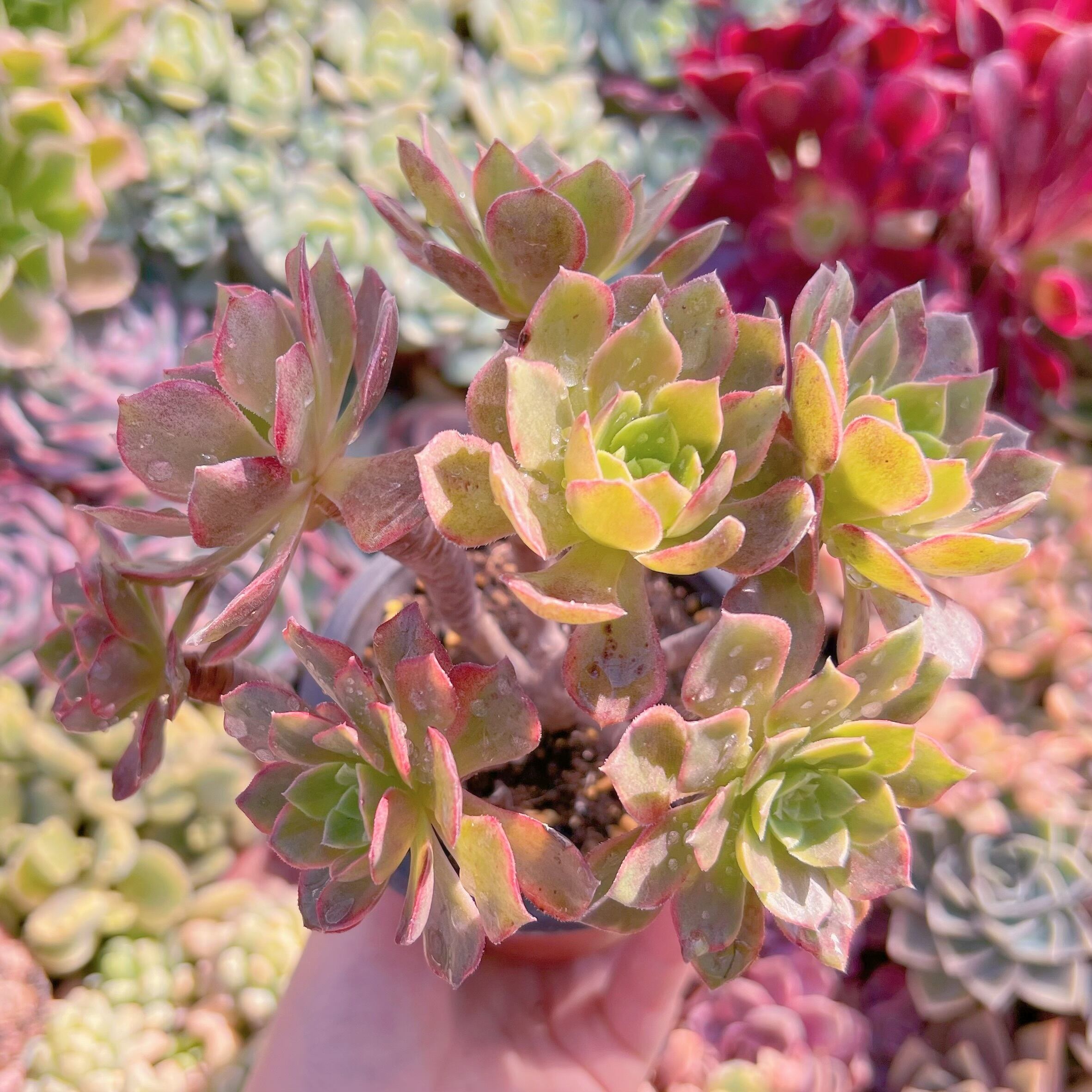 現品　フェスティバル錦#888　るる農園