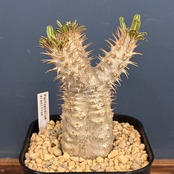 【新着3日限定10%OFF】パキポディウム　グラキリス【384】