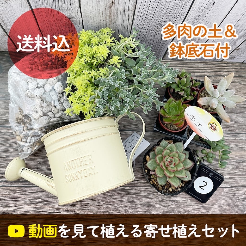 寄せ植えキット | アトリエnana 多肉植物専門店