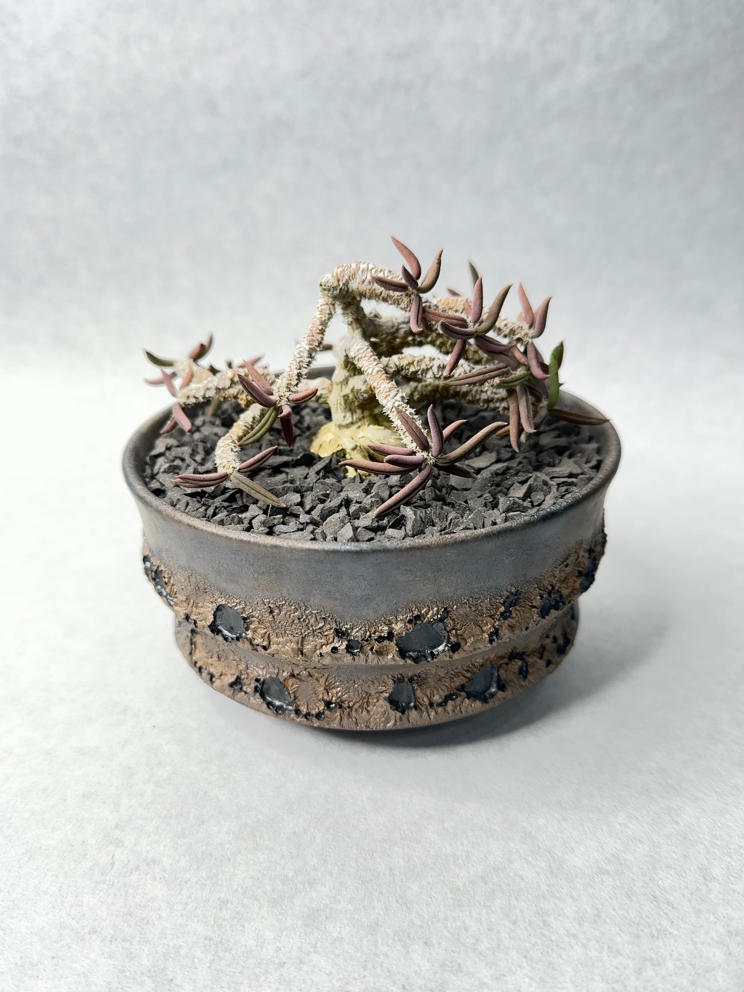 ユーフォルビア・キリンドリフォリア