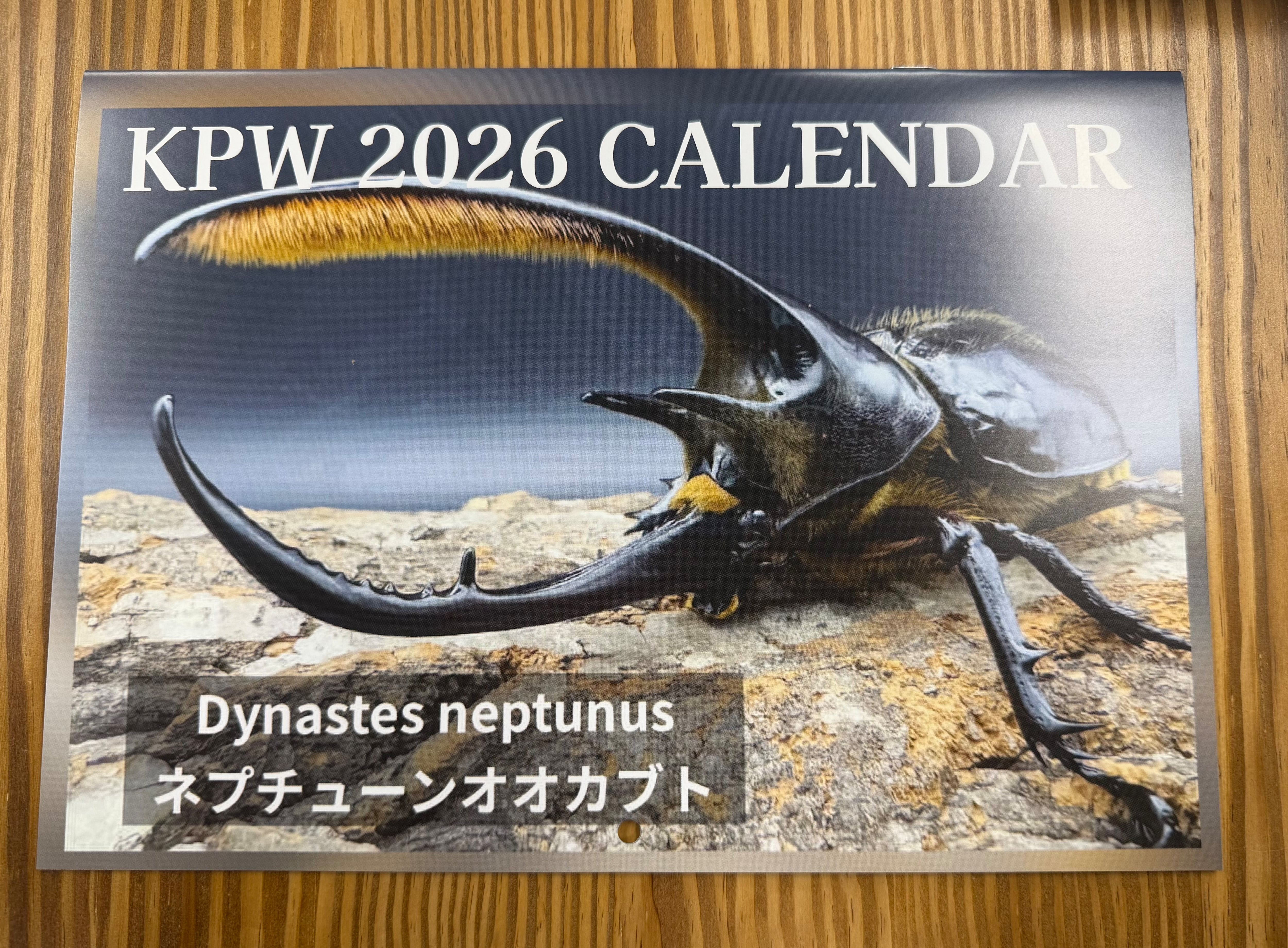 即ブリ《ユダイクスミヤマクワガタ 42.5mm ♀単》 | KPW公式オンライン