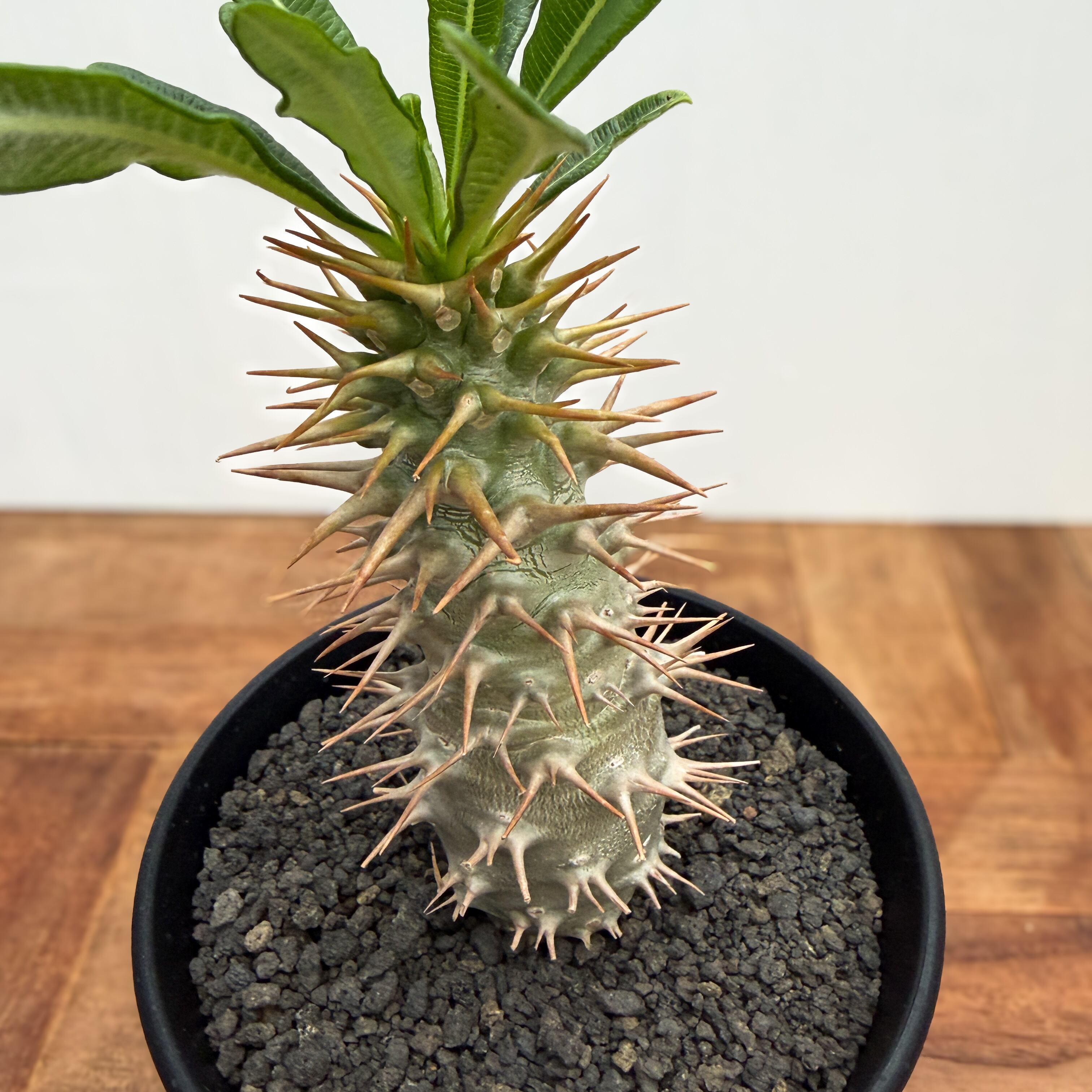 Pachypodium ambongense【パキポディウム・アンボンゲンセ・実生