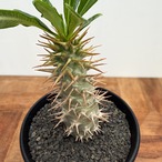 Pachypodium ambongense【パキポディウム・アンボンゲンセ・実生】