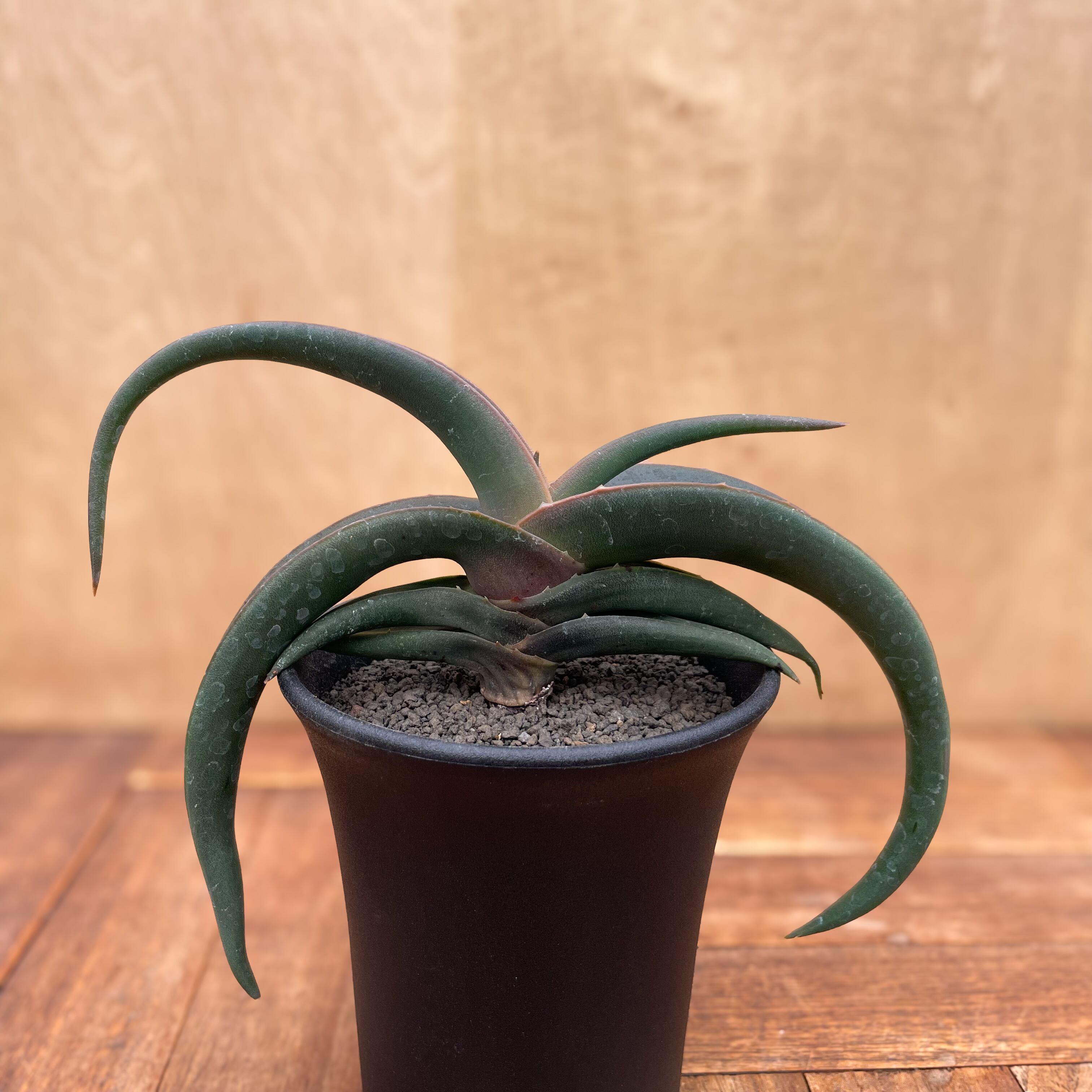 Aloe fleurentiniorum【アロエ・フロレンチニオラム】 | RIMO'S GREEN