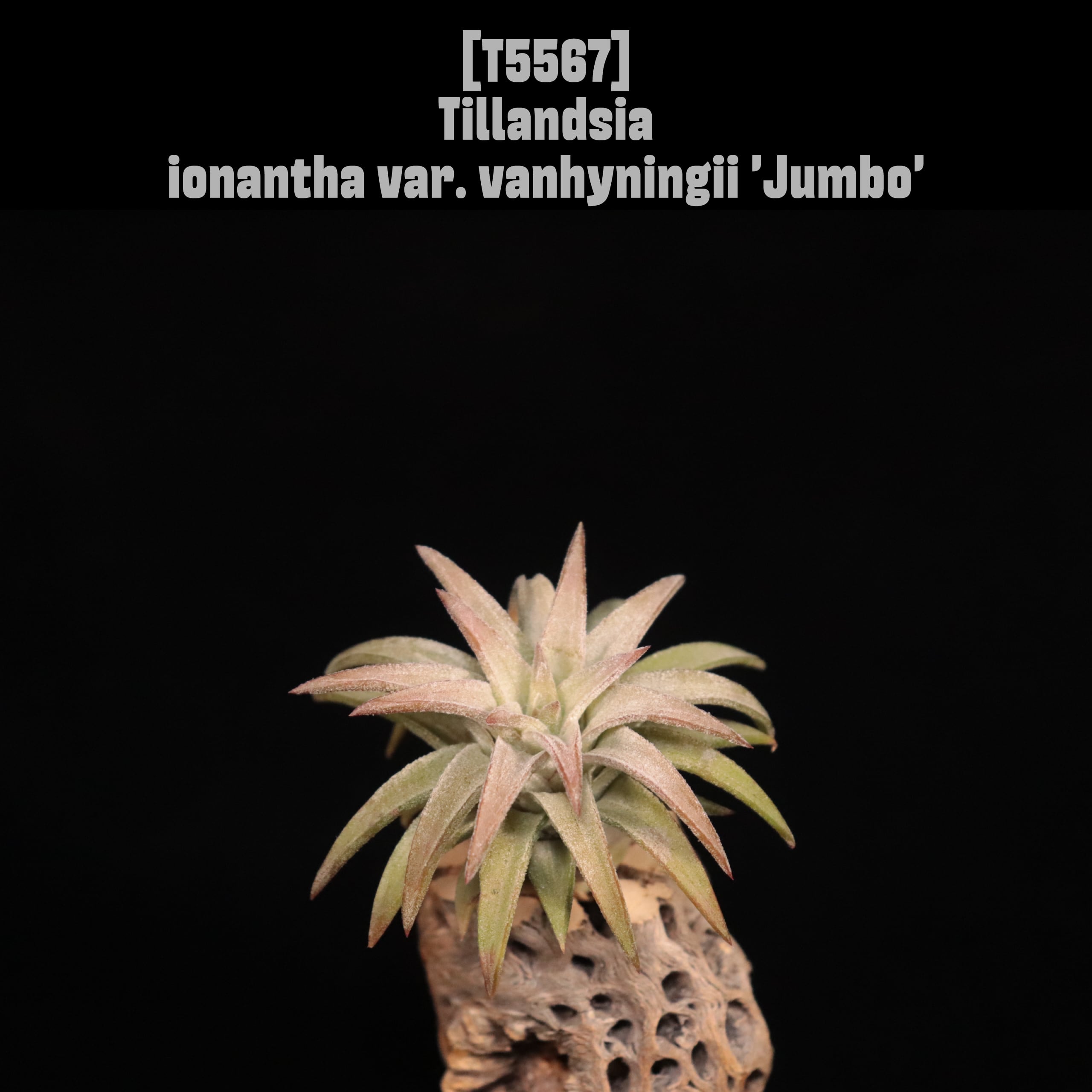 送料無料】ionantha var. vanhyningii 'Jumbo'〔エアプランツ〕現品