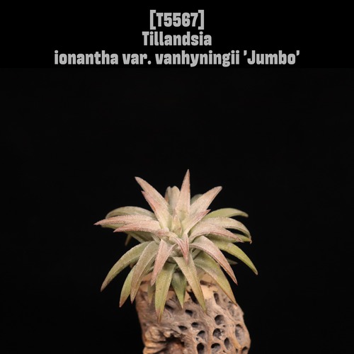【送料無料】ionantha var. vanhyningii 'Jumbo'〔エアプランツ〕現品発送T5567