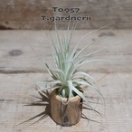 【送料無料】ガルドネリ〔エアプランツ〕現品発送T0957