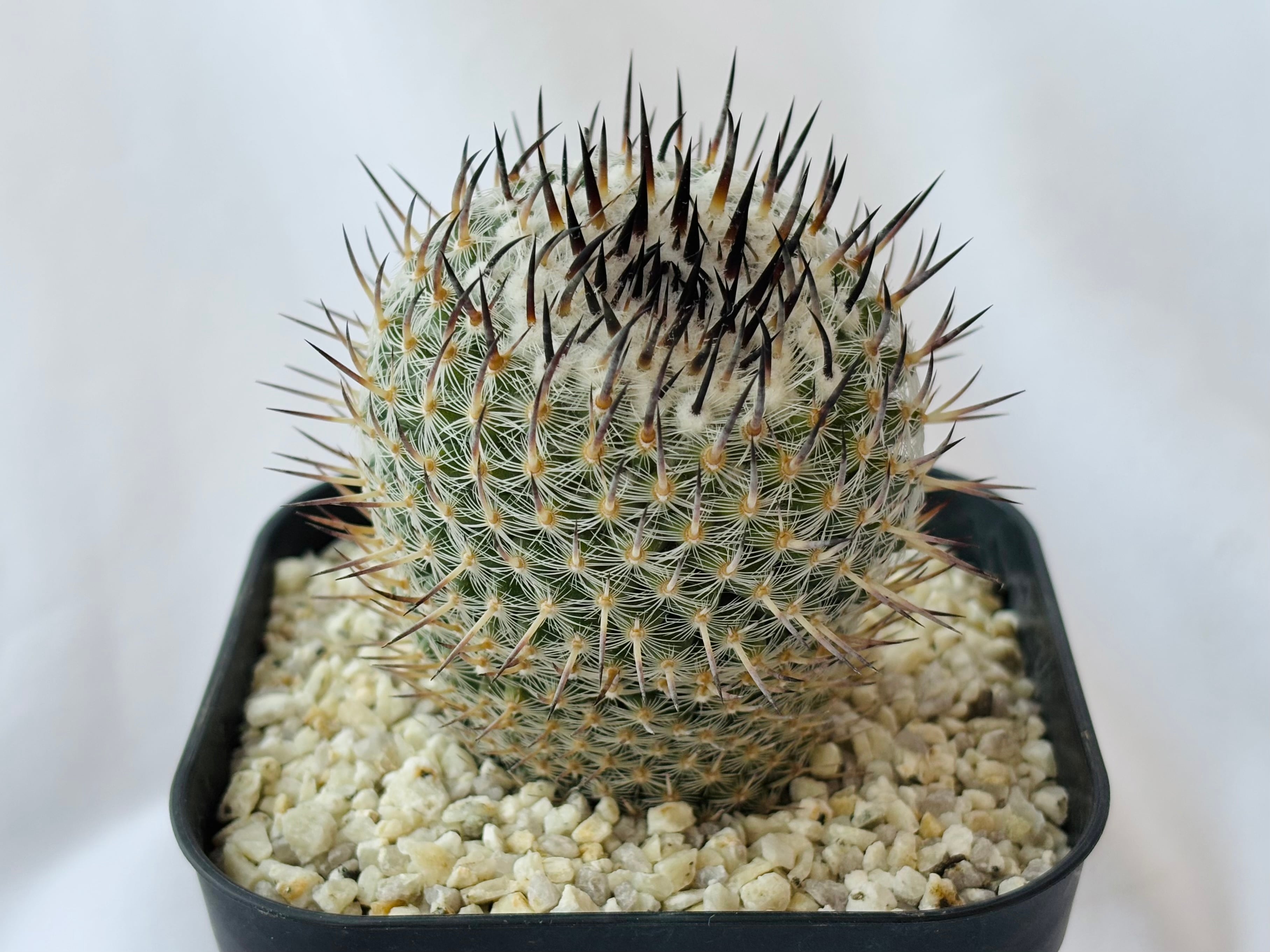 Mammillaria parkinsonii 'Azarashi' マミラリア 黒刺アザラシ