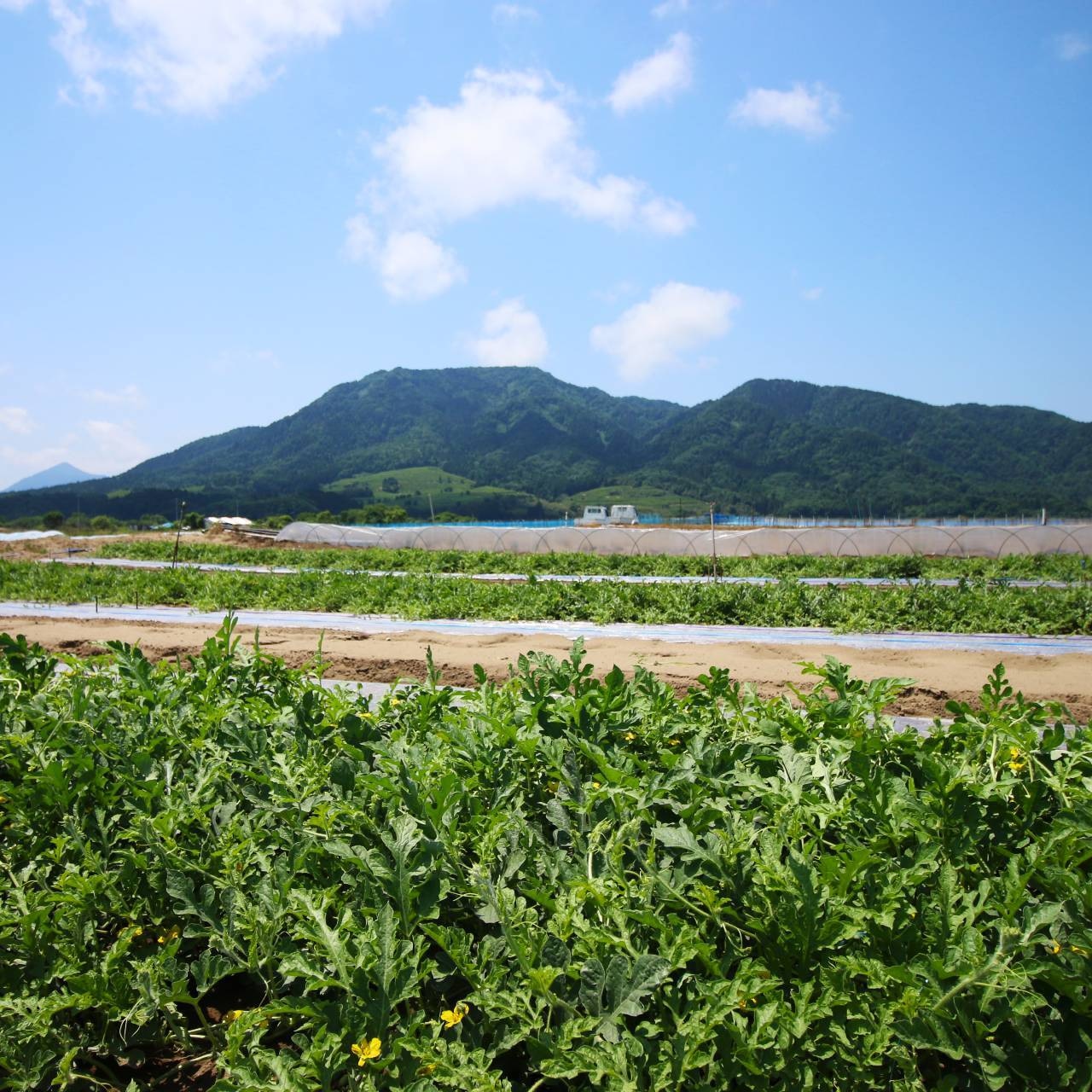 予約注文限定10%オフ!【R8年度】農家直送 雪国スイカ 小玉4玉 良品 ご家庭用に◎