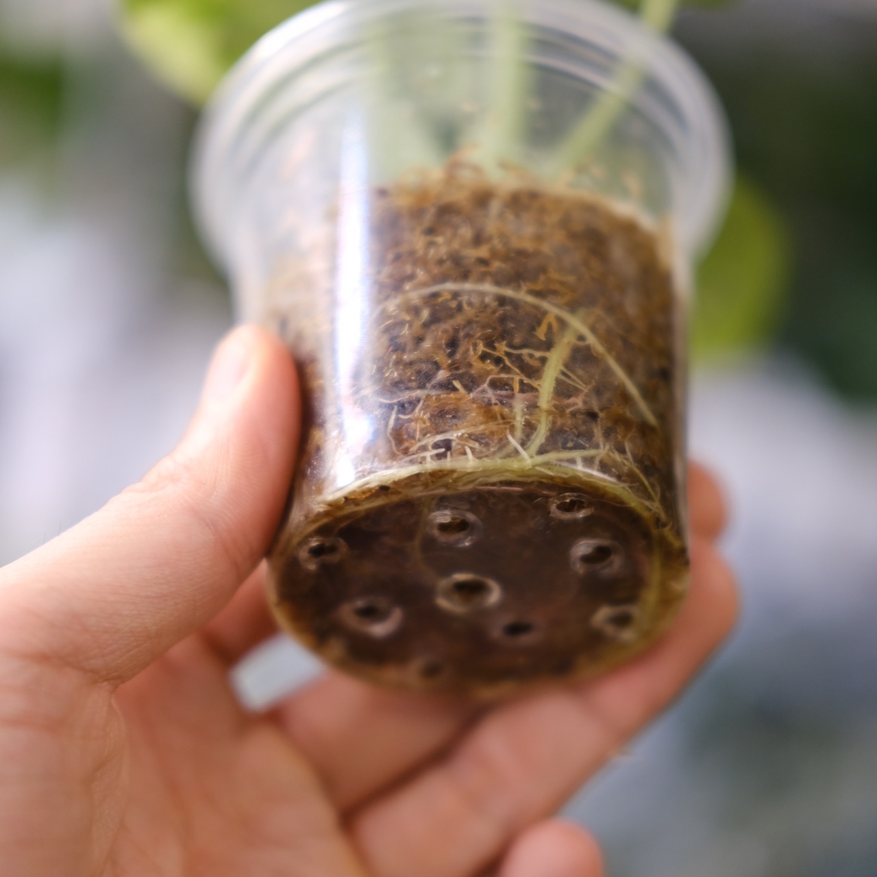 Alocasia dragon scale / アロカシア ドラゴンスケール④