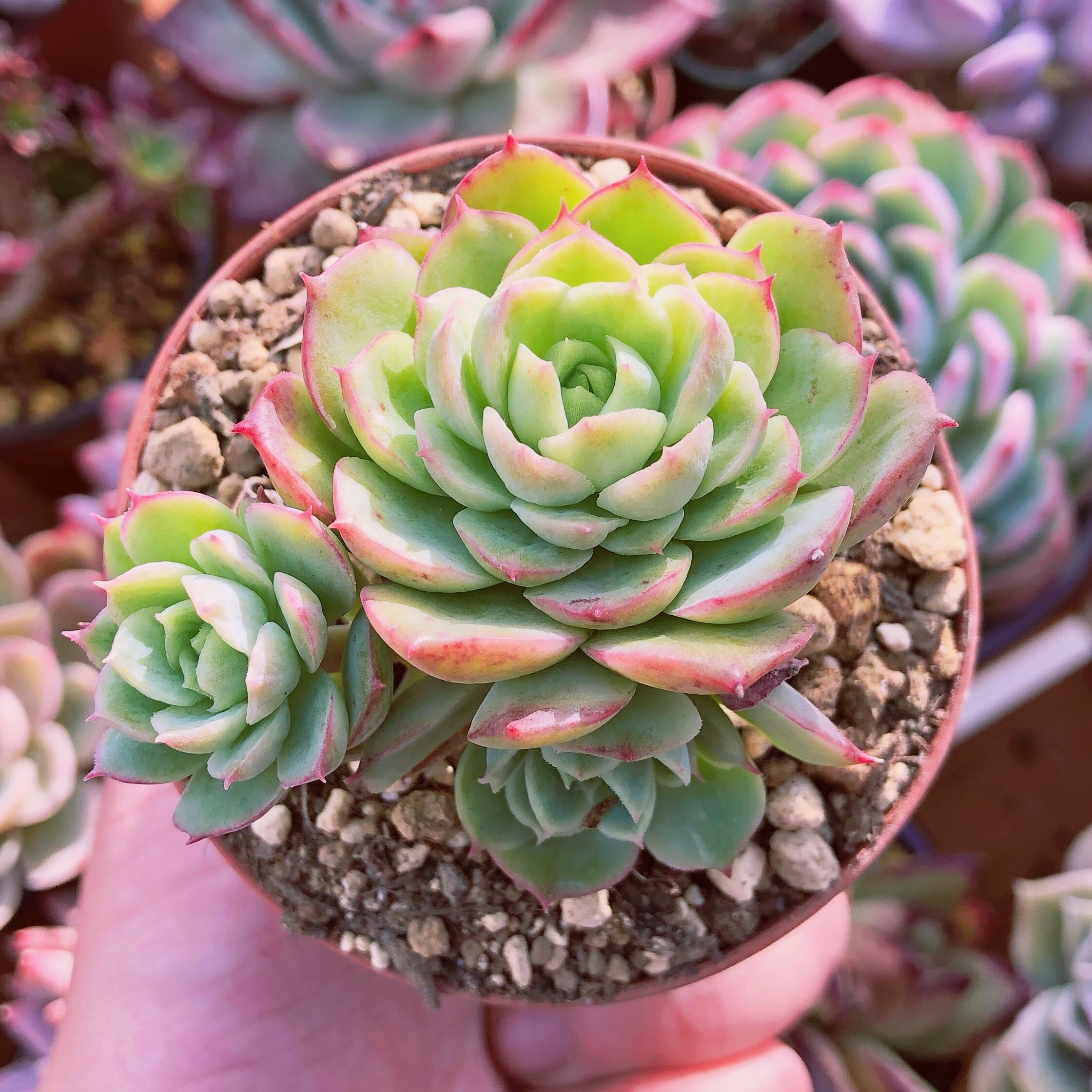 多肉植物　ライムチリー　2～3頭群生