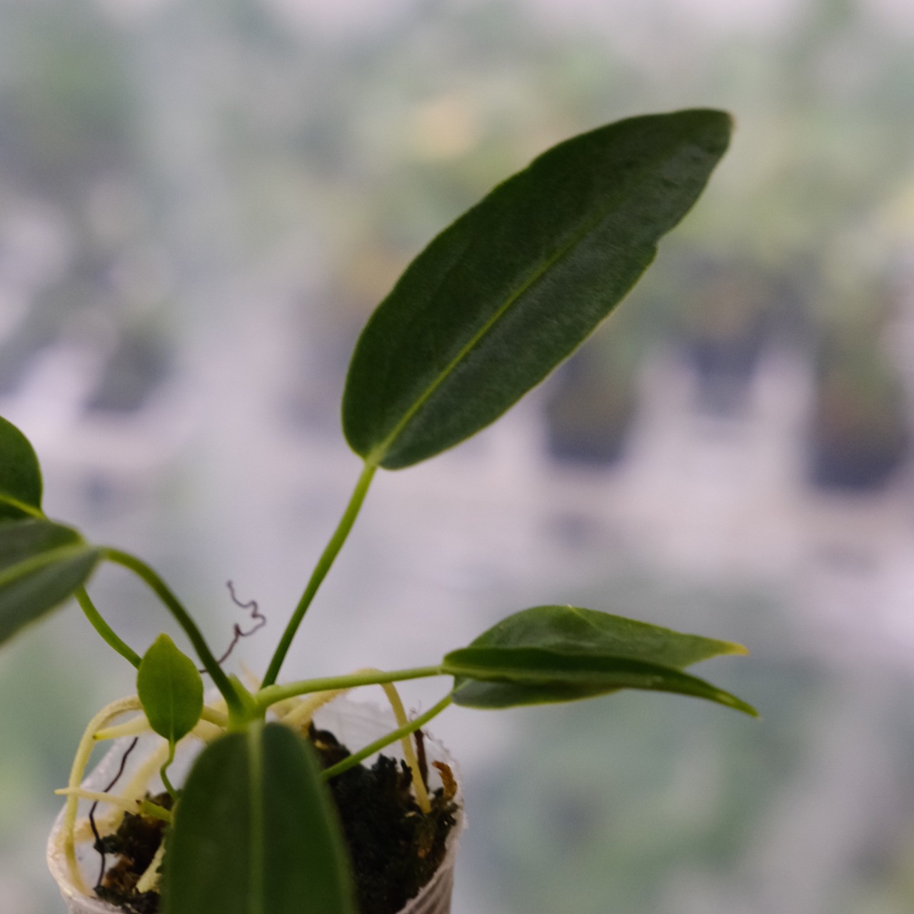 アンスリウム ワロクアーナム / Anthurium Warocqueanum⑤ / 観葉植物<育て方・花言葉>