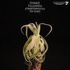 【送料無料】streptophylla M〔エアプランツ〕現品発送T3661