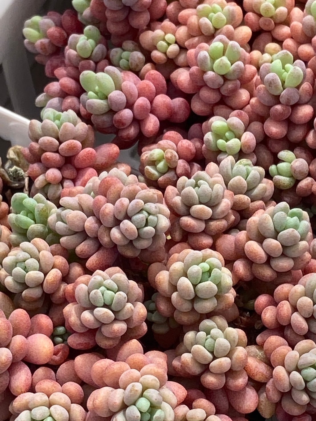 現物商品】シモヤマコロラータ | 多肉植物研究所