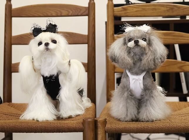 キャット 猫 ドッグ 犬 小型犬 ドレス ワンピース キャミソール キャミソールスカート フレア スリム ストレート 肩出し リボン 一体型 ふりふり デコ きらきら 薄手 チュール 刺繍 かわいい きれいめ おしゃれ 個性的 エレガント 主役級 存在感 ラブリー キュート ロリータ プリンセス フェアリー ラグジュアリー プレッピー シック 文字柄 柄 春 夏 ロングシーズン サマーシーズン 春服 夏服 女の子 成犬 成猫 デート お出かけ パーティー イベント カフェ ウォーキング おうち