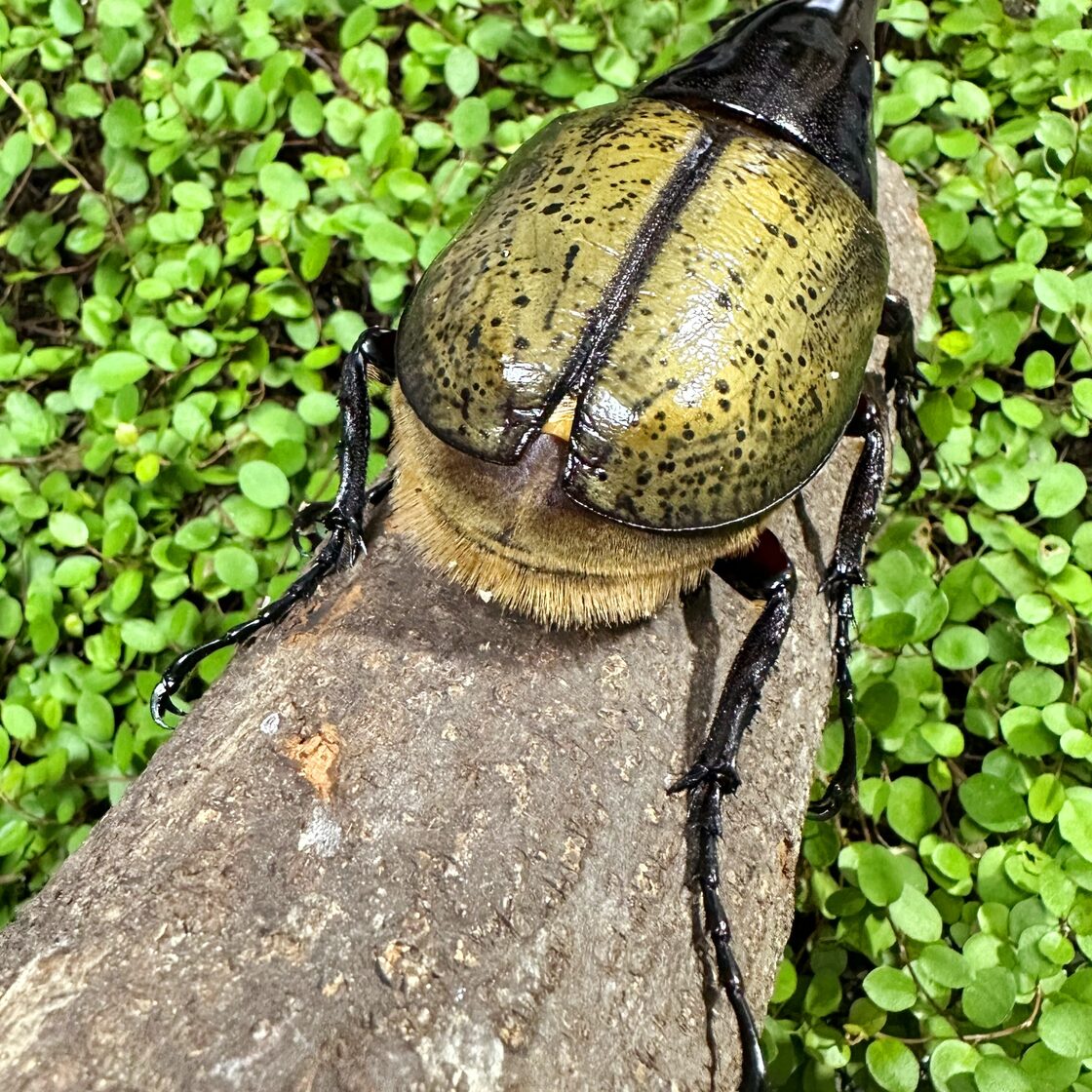 DH ヘラクレス オオカブト 成虫 ♂♀ ペア ♂160mm ♀フリーサイズ 
