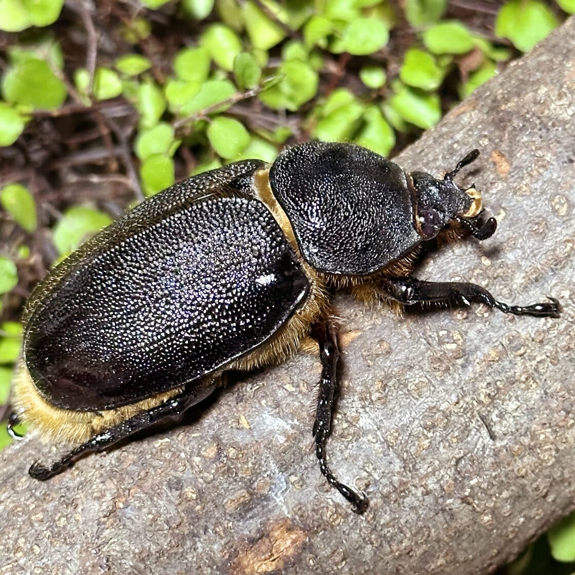 ネプチューンオオカブト 成虫 ♀単品 ♀68mm DD血統（美形） 外国産 