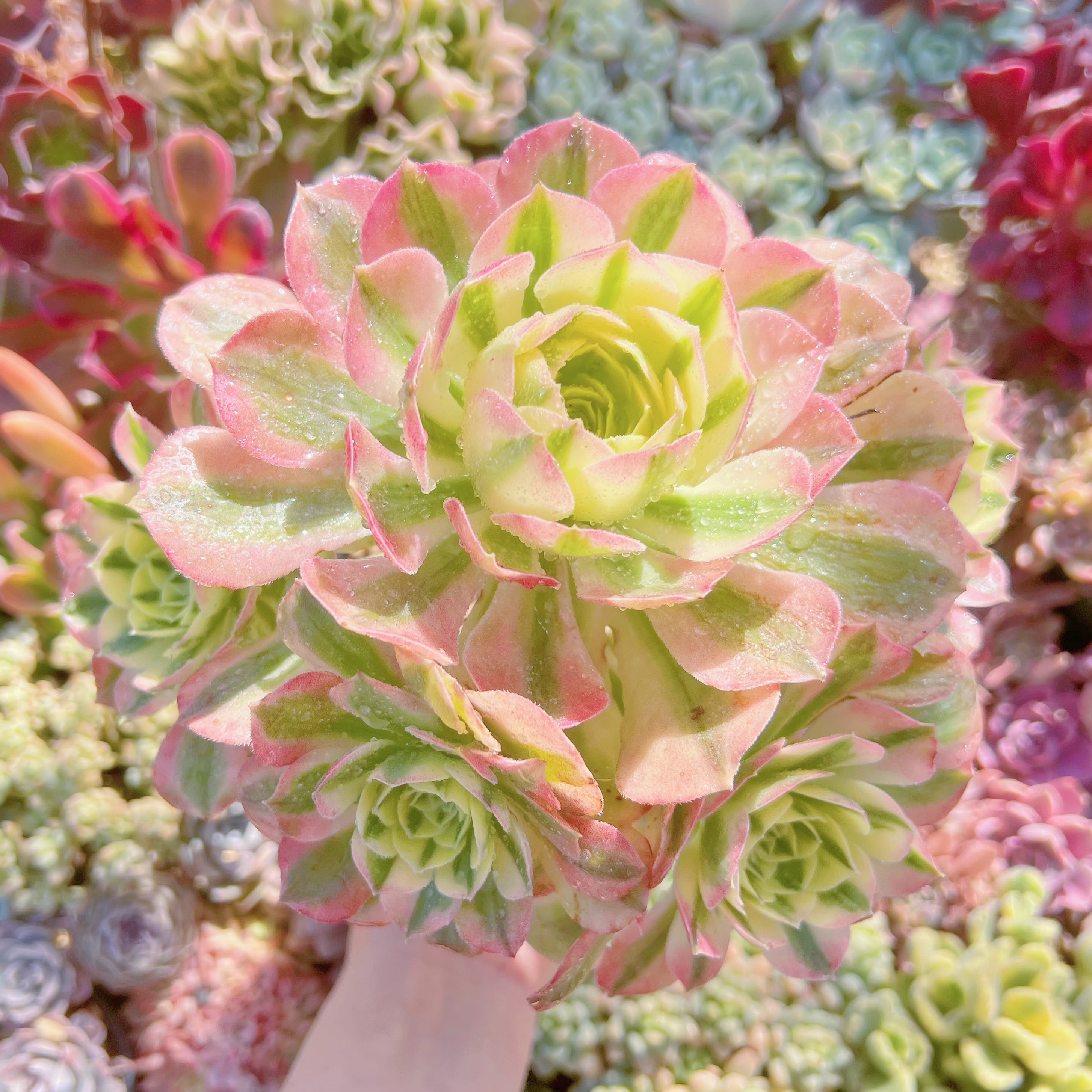 現品　美人鏡錦#1800　るる農園