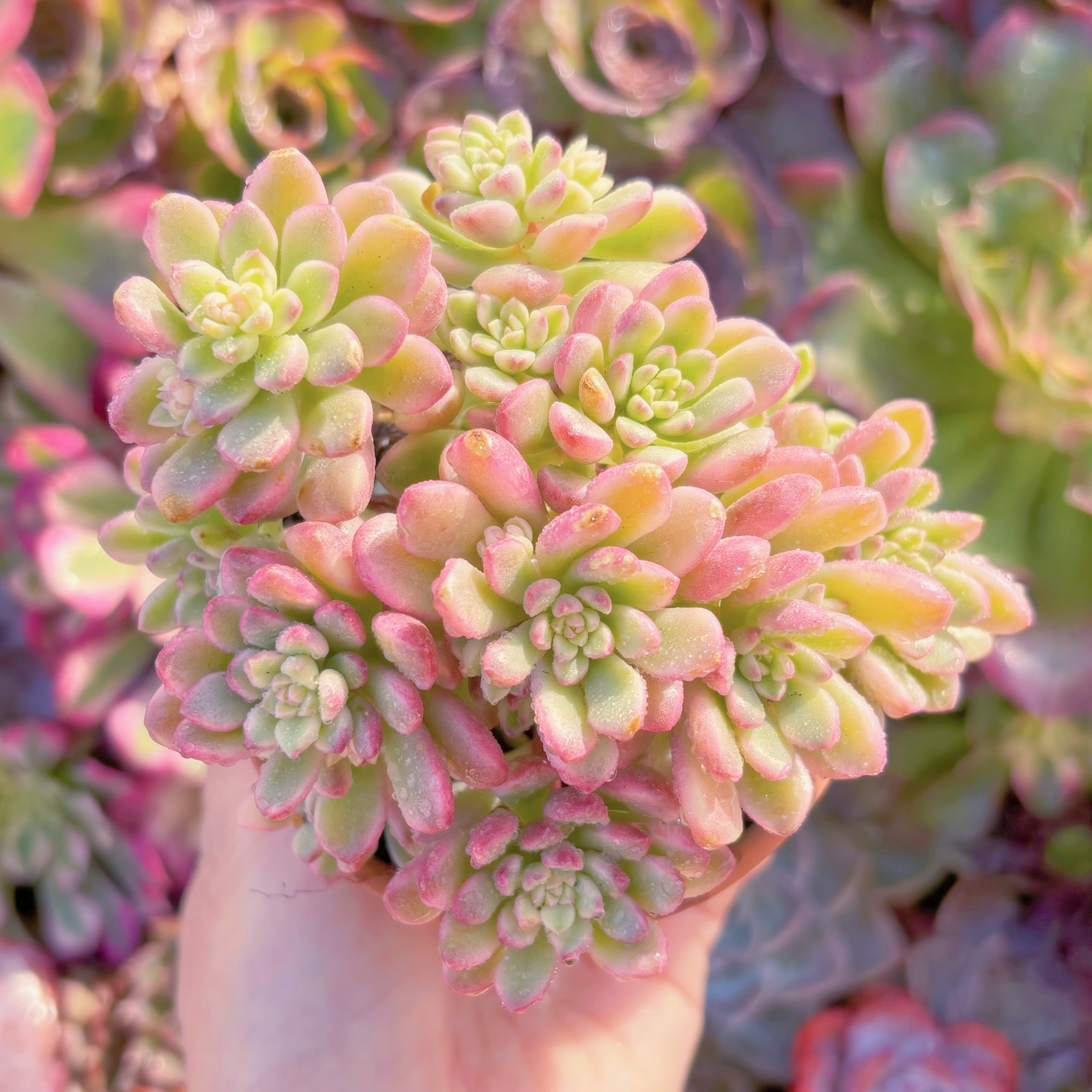 現品　ジョイスタロック錦#A001　群生　新入荷　るる農園