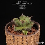 【送料無料】Agave titanota dwarf '姫厳竜' SS〔アガベ〕AG0110
