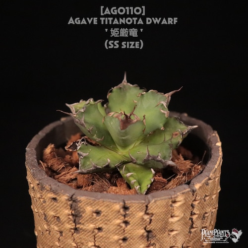 【送料無料】Agave titanota dwarf '姫厳竜' SS〔アガベ〕AG0110
