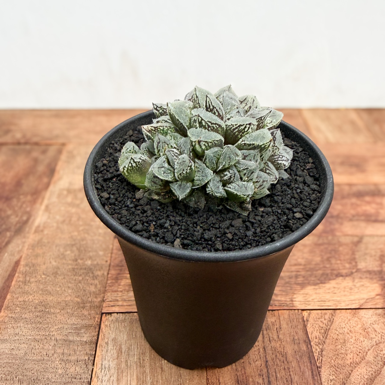 Haworthia ‘Kurozatou’【ハオルチア・黒砂糖】