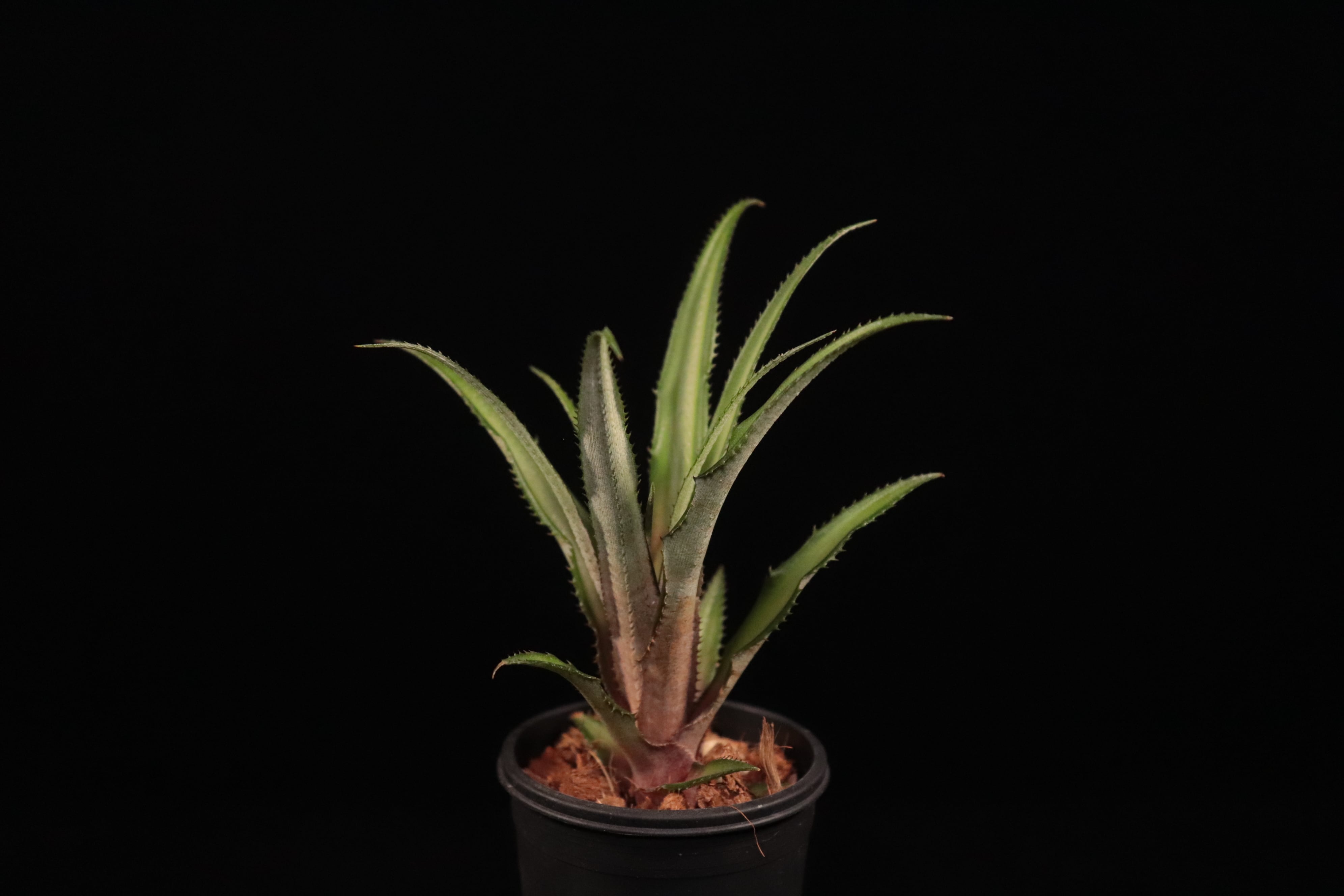 送料無料】Cryptanthus colnagoi〔クリプタンサス〕現品発送CR011
