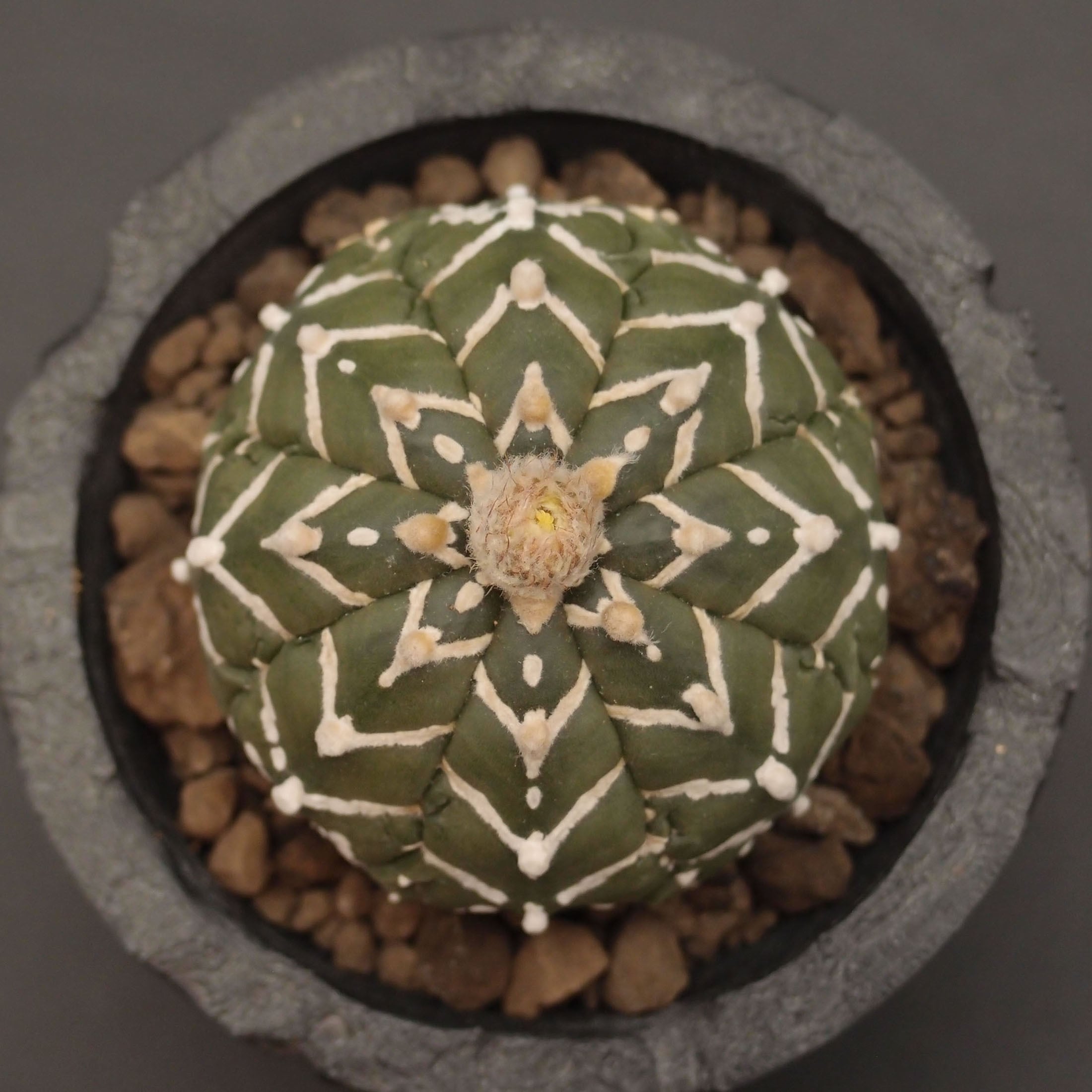 V-type兜 | 万緑 BAN RYOKU