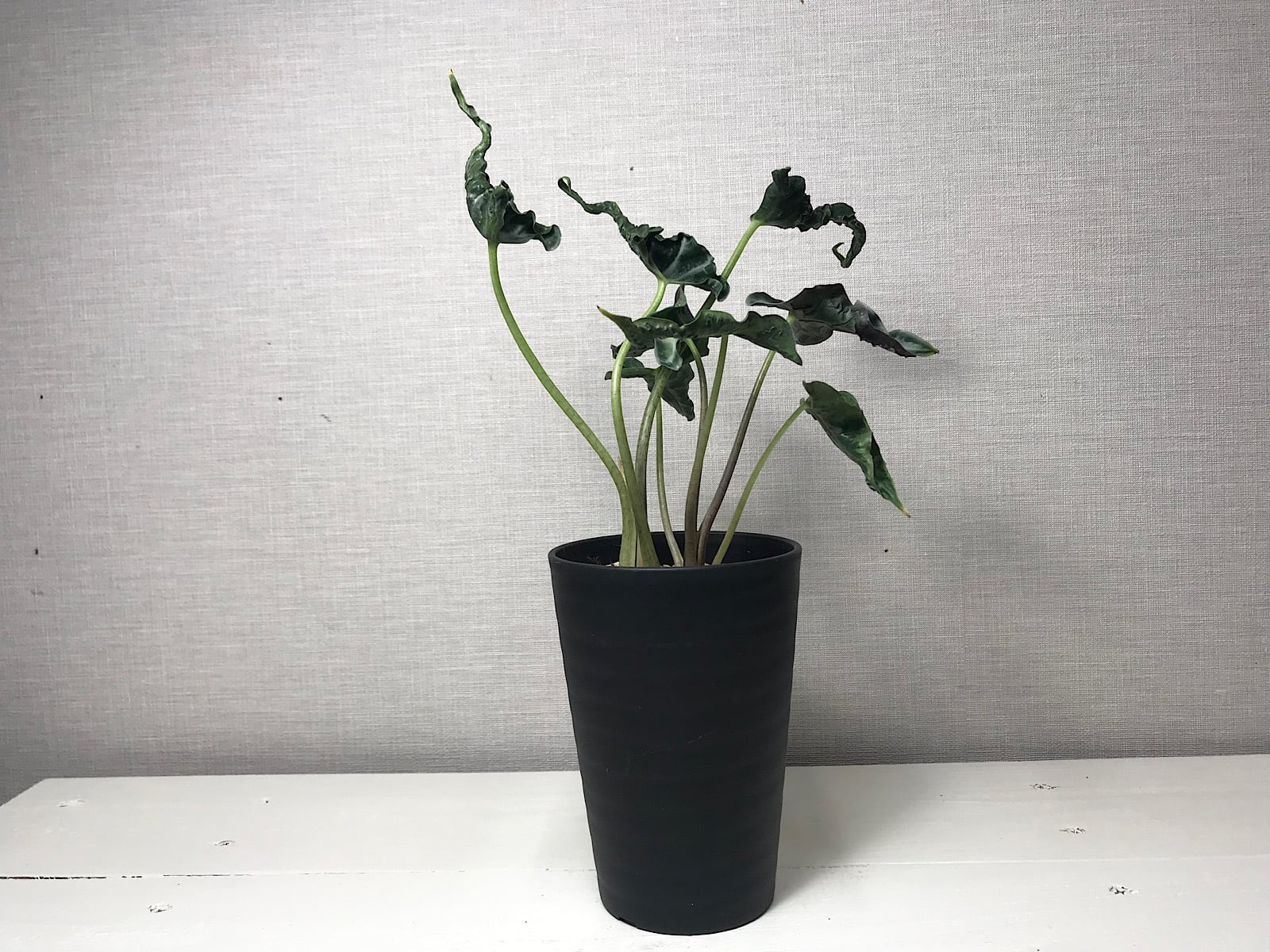 アロカシア ロコ