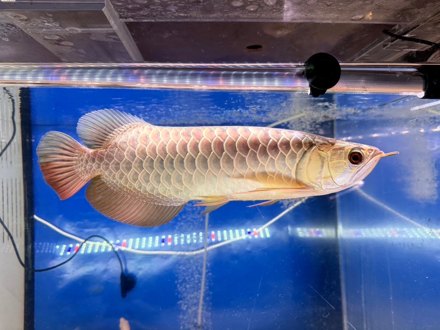 A11 アジアアロワナ 過背金龍 フルゴールデン 34㎝前後 250-007348