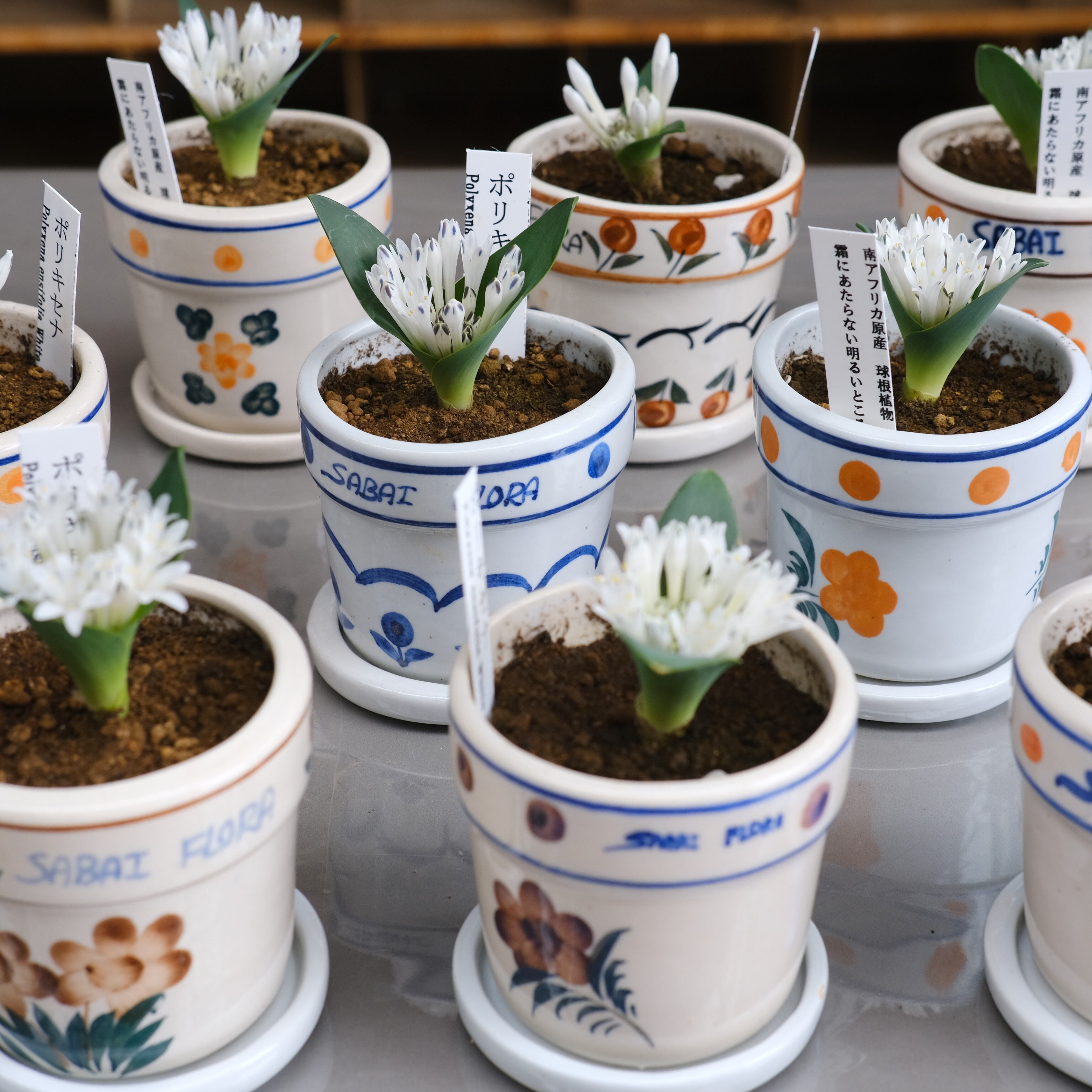 鉢&お皿付き《 ポリキセナ 》 | グリーンギャラリーガーデンズ