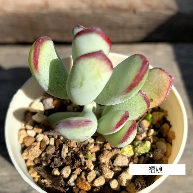 多肉植物セット 15種類から選べる 3ポット | 京都 おむろ 