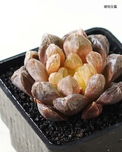 カット苗 ハオルチア 玉露 Haworthia 'Gyokuro'