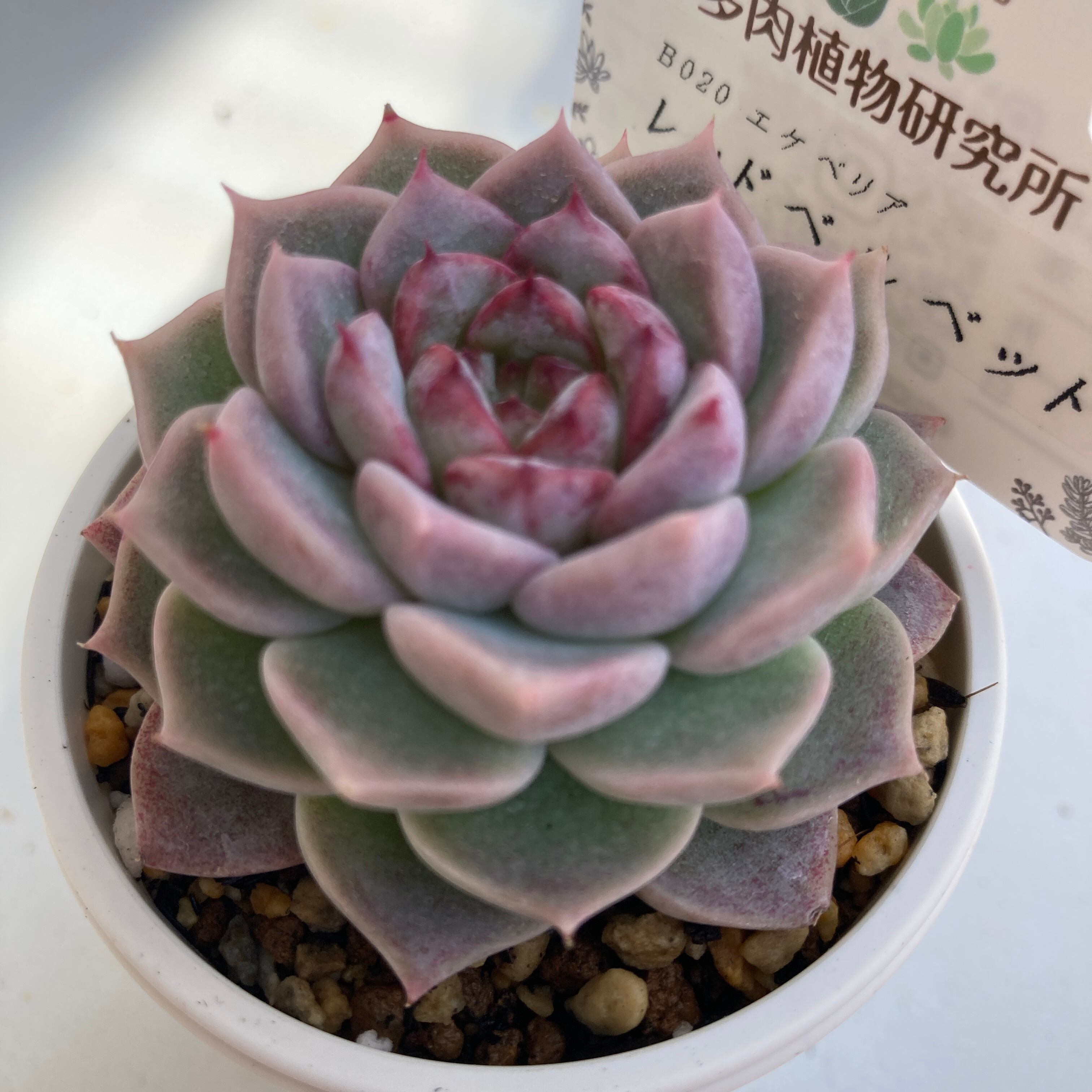 現物商品】レッドベルベット | 多肉植物研究所