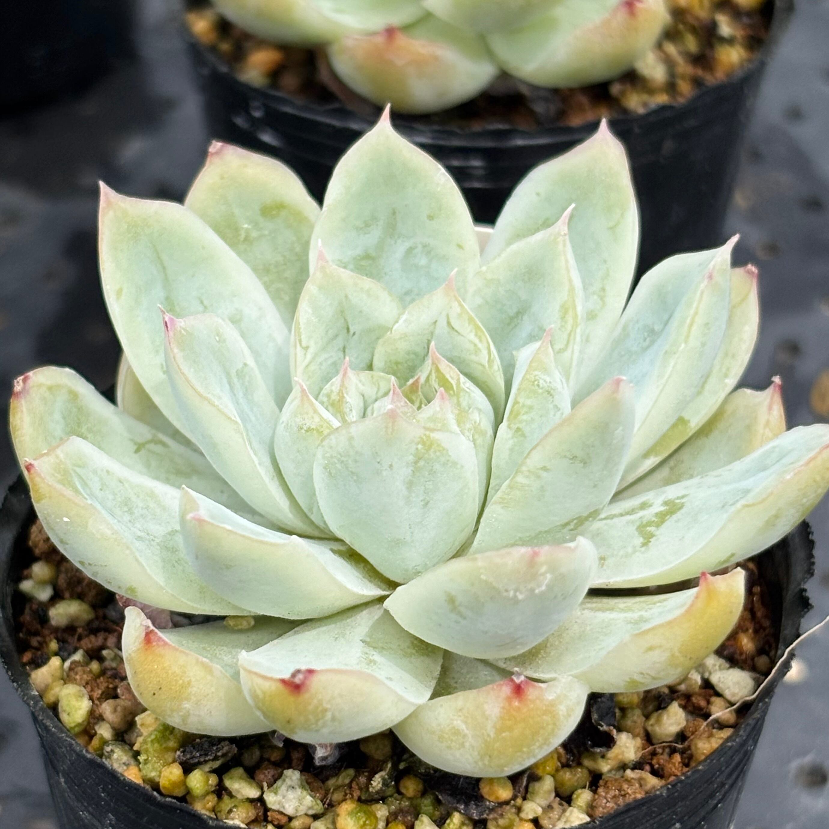 ユッカ ロストラータ Rostrata 10号 株立ち 観葉植物 シルバーブルー