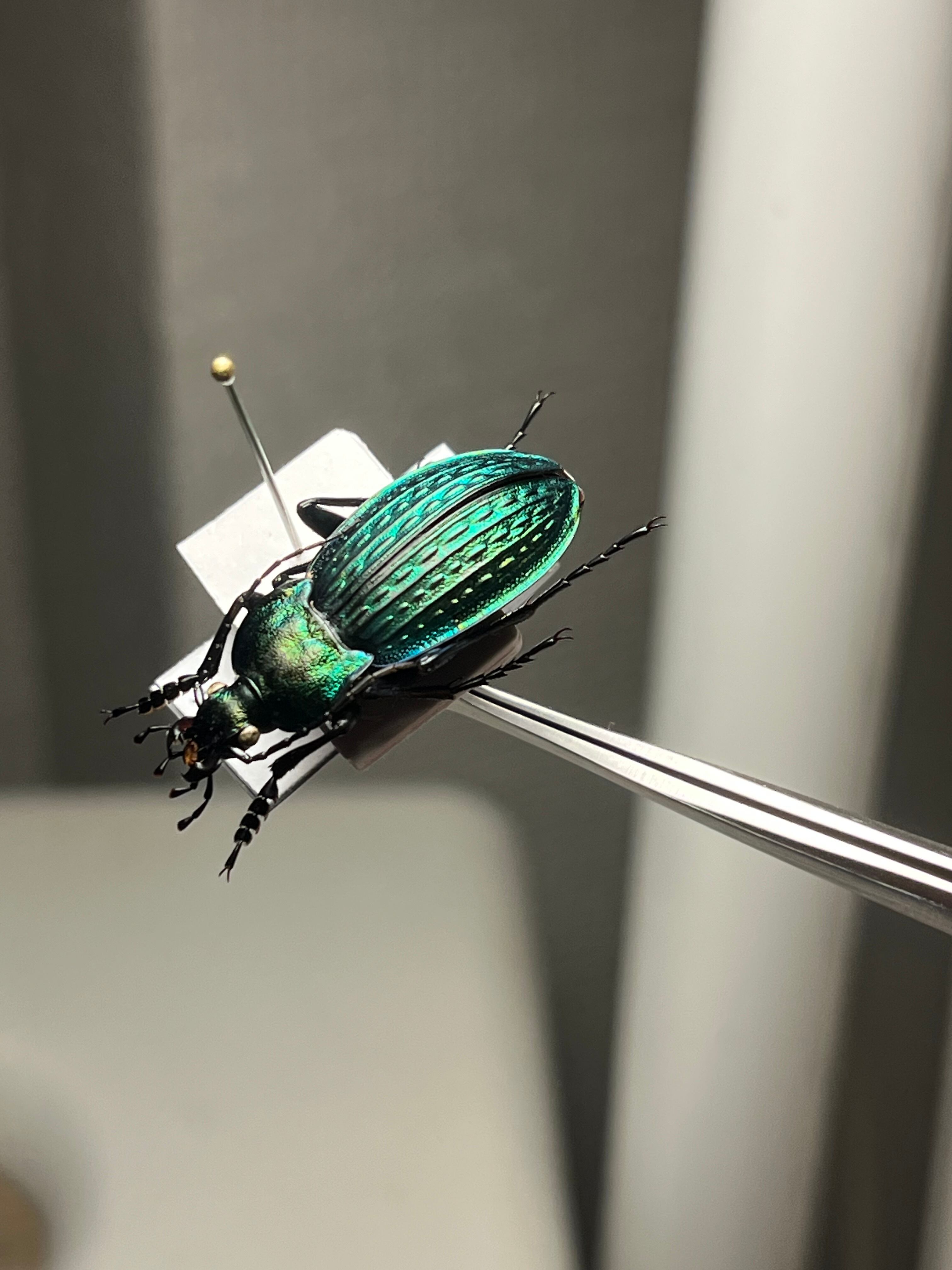 【38mm】アロウトゲオサムシ エリスカブリモドキ オサムシ標本 オサムシ 29mm】コブスジキンイロオサムシ エリスカブリモドキ オサムシ標本