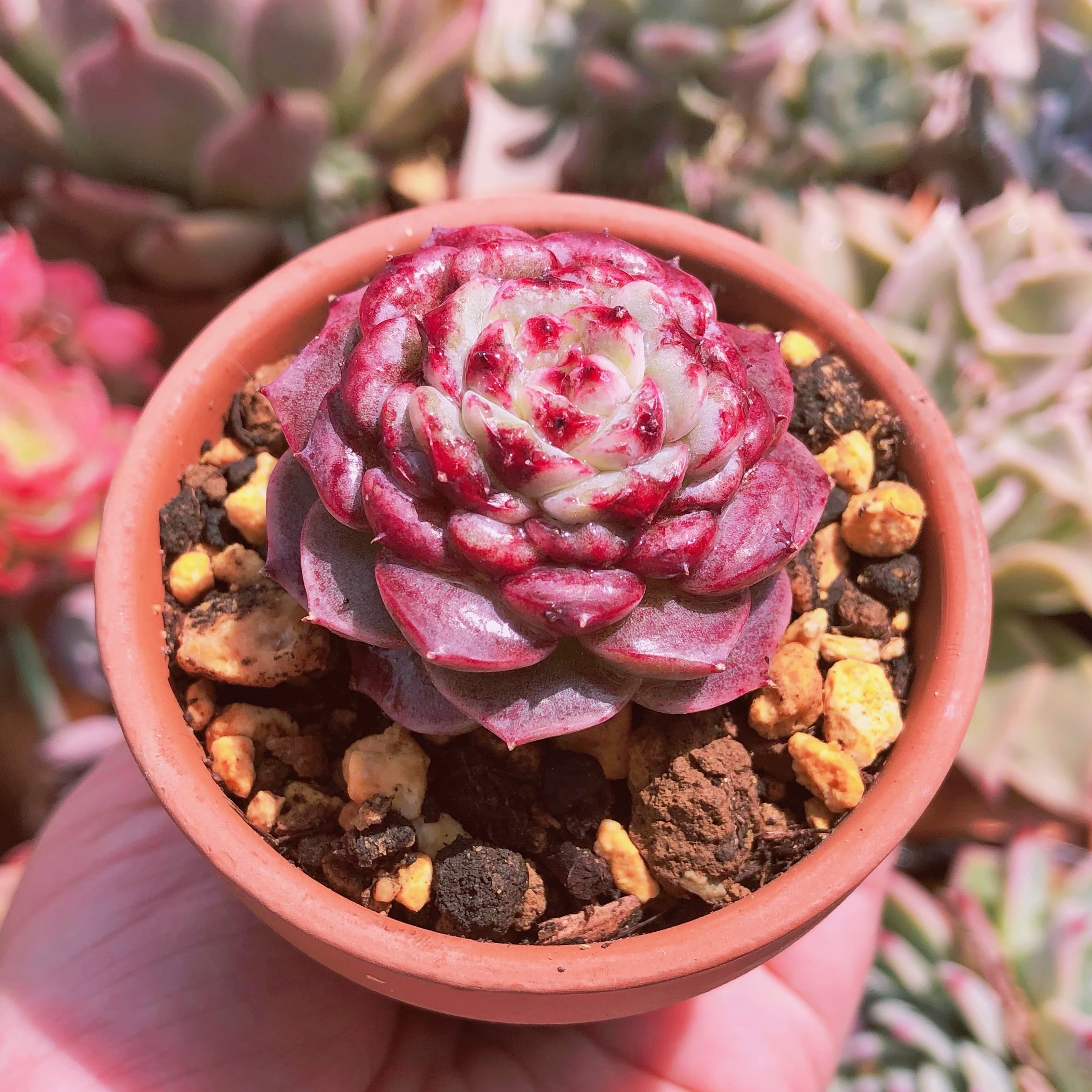 多肉植物　ピーコック　