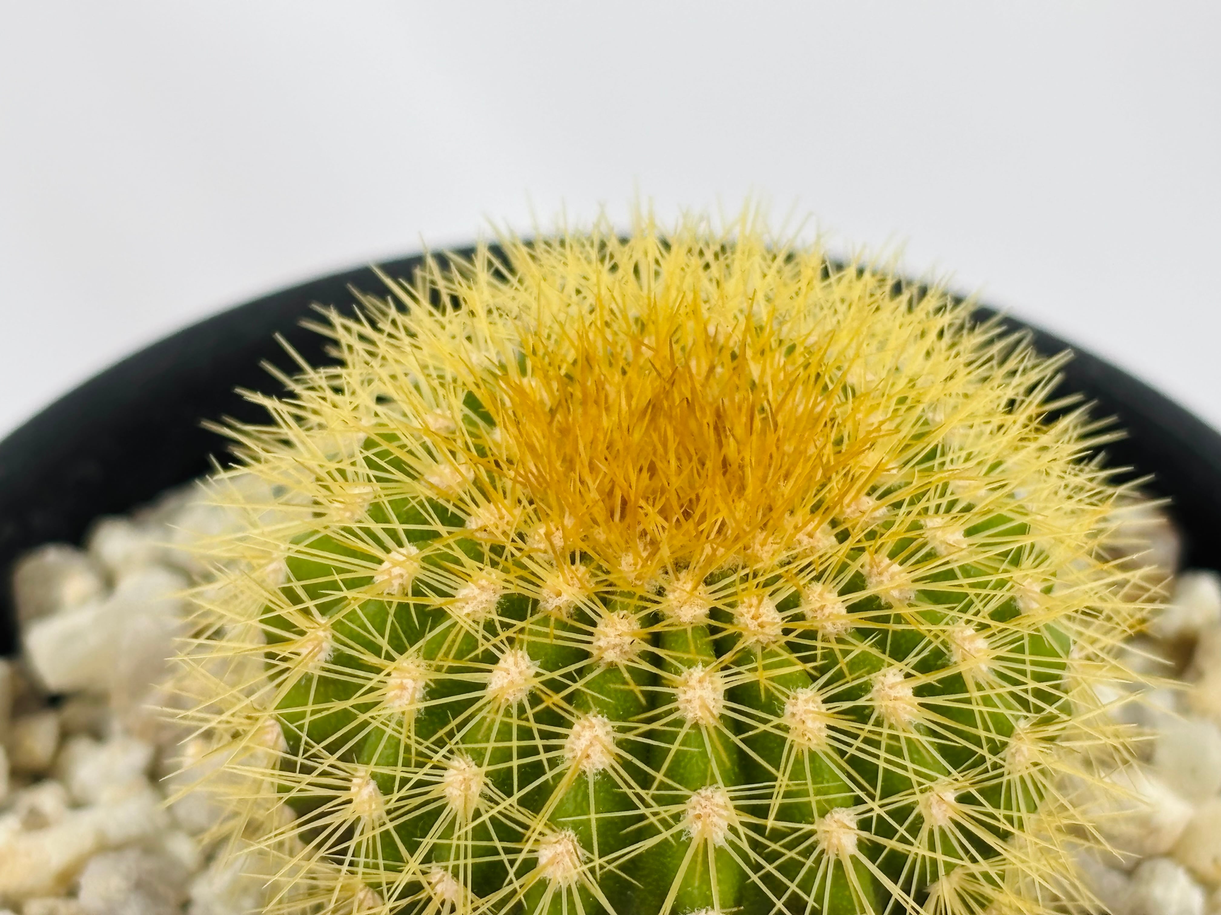 Uebelmannia pectinifera v. eriocactoides ユーベルマニア エリオ
