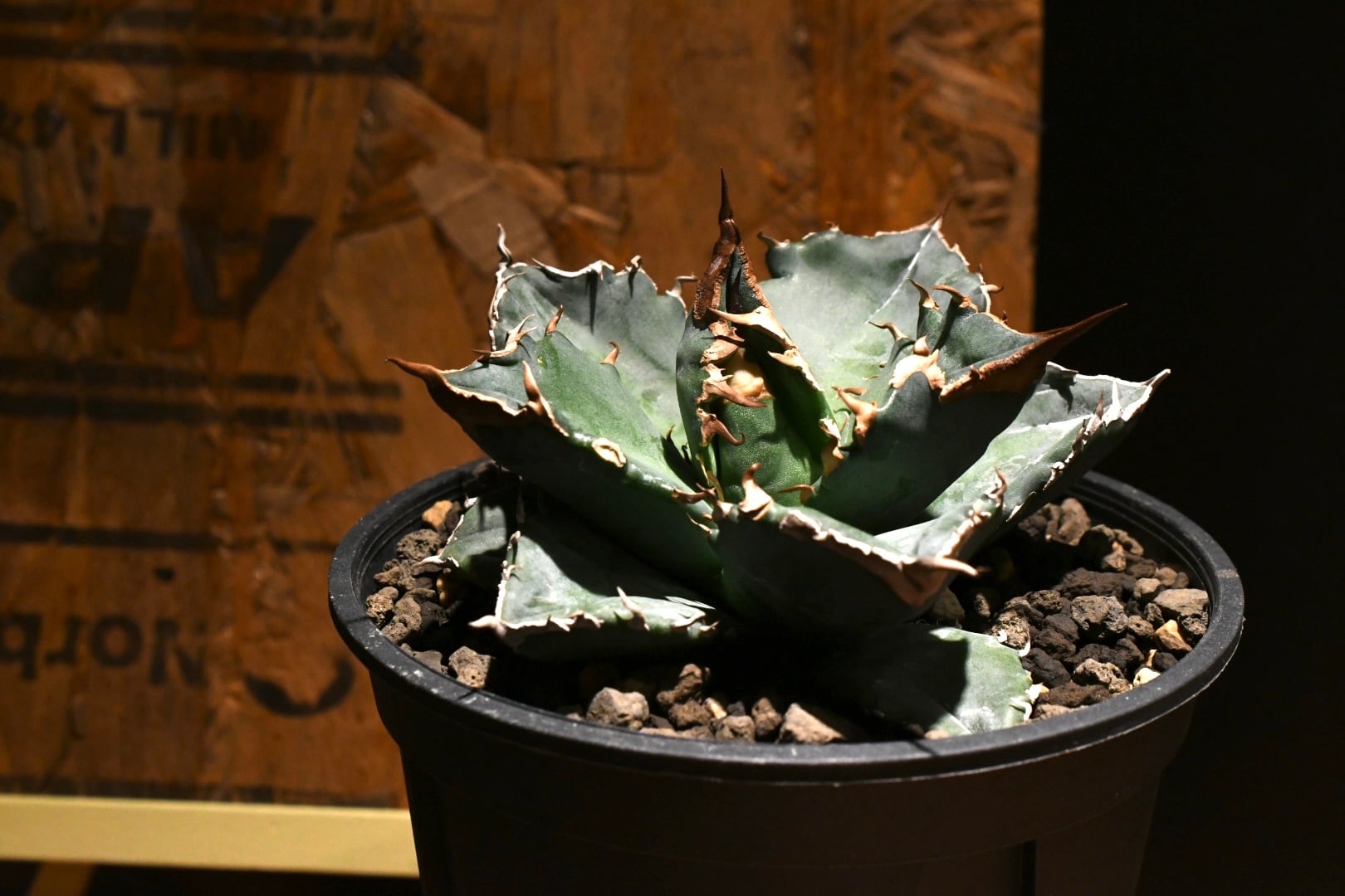 アガベ チタノタ 白火焔 SUMMERセール】アガベ チタノタ ホワイト