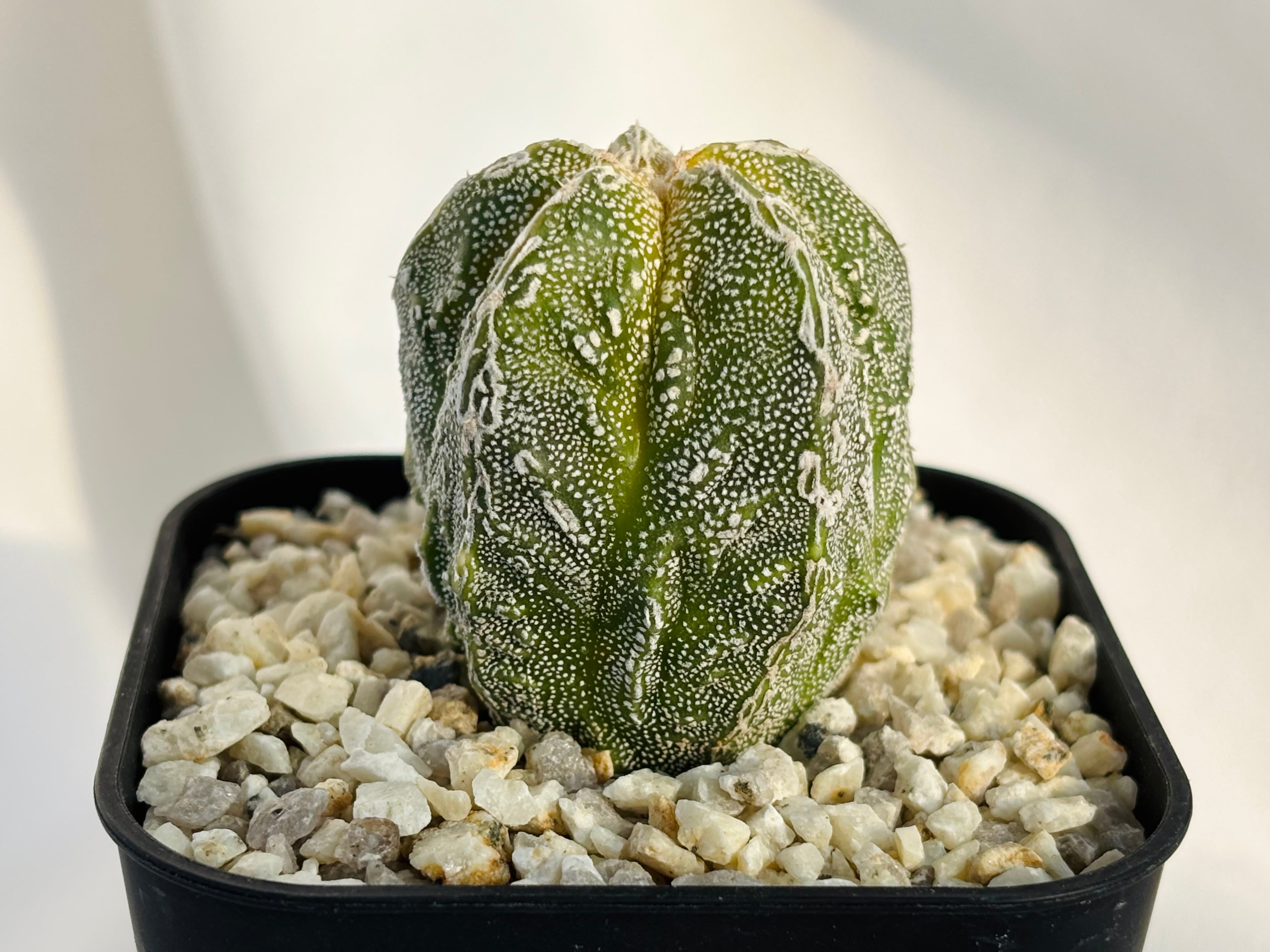 Astrophytum myriostigma アストロフィツム 紅葉白条複隆ランポー 紅葉