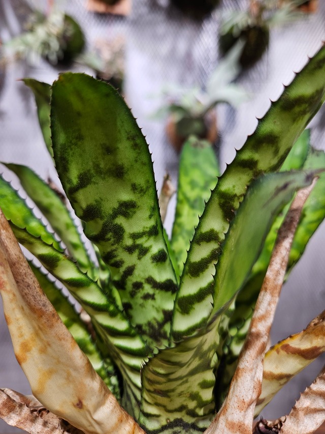 Aechmea. Orlandiana Rainbow【artPLANTs/PLANTS GARAGE】   オーランディアナ/Aechmea