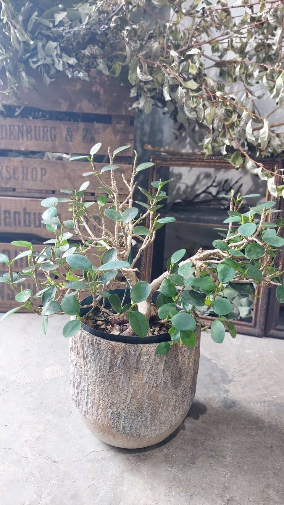 ウッディ・ラウンドポット | LOOPGREENLABO