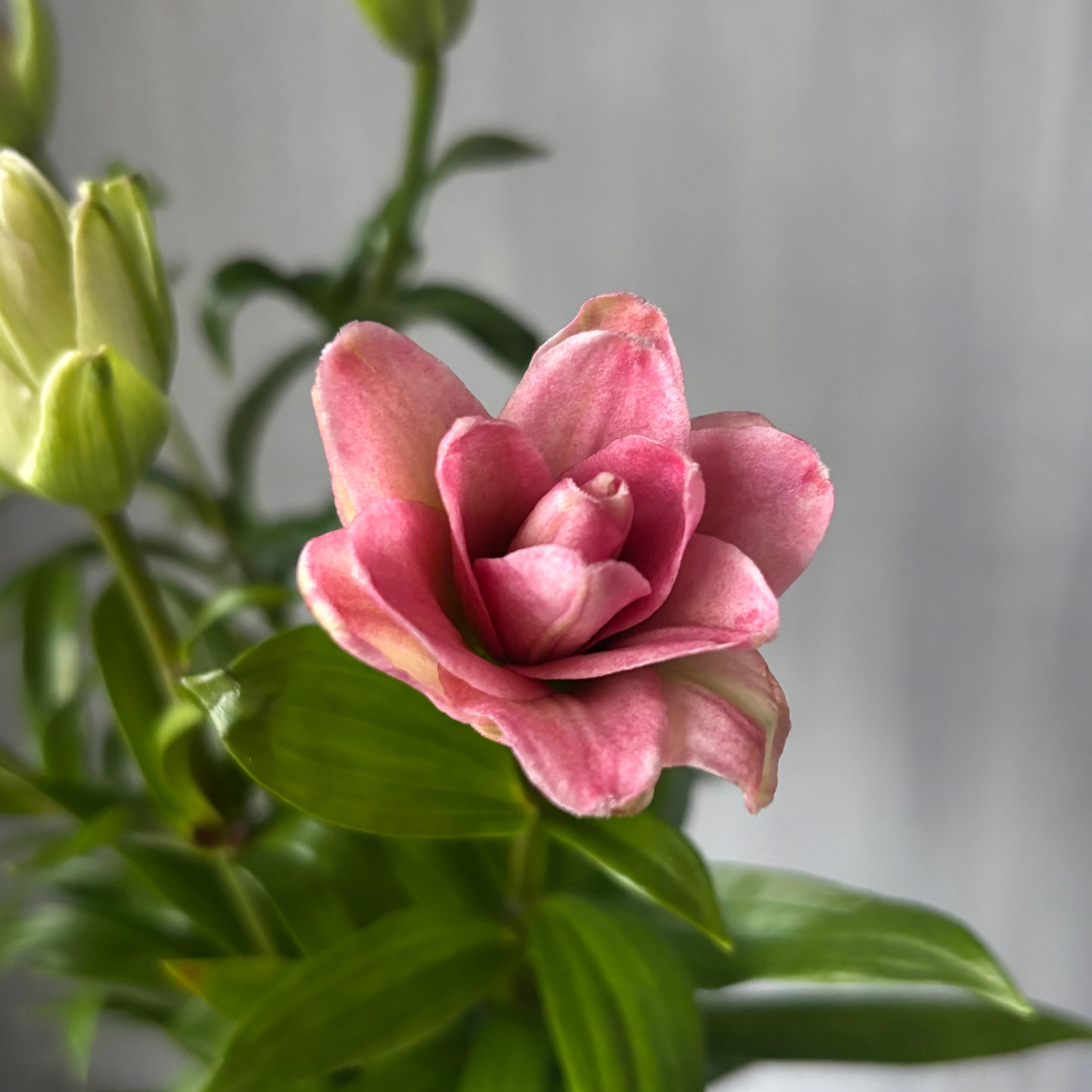 ピンク | 新鮮お花問屋 Jp-Farmers.com