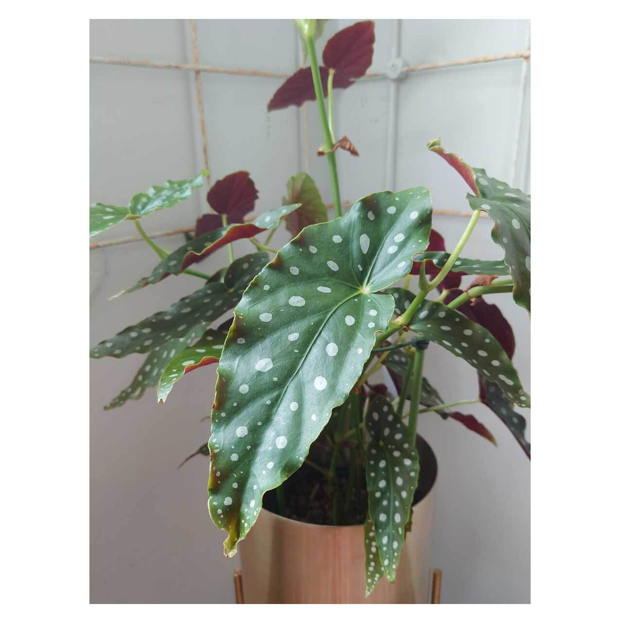 Begonia maculata | Seeding