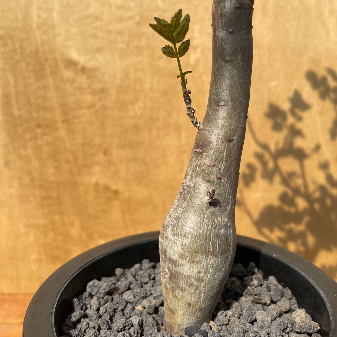 Bursera fagaroides【ブルセラ・ファガロイデス・実生】 | PAY ID