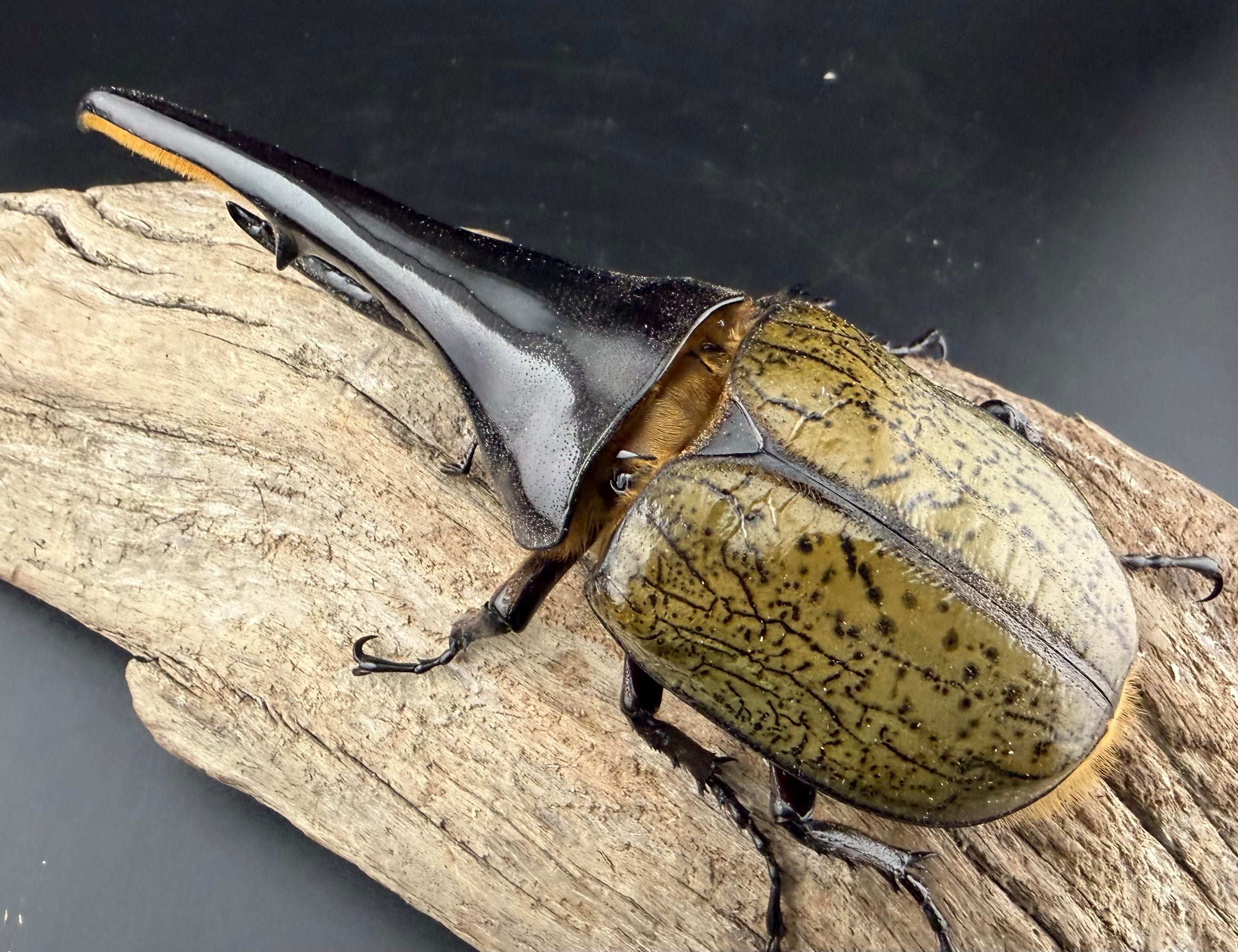 ヘラクレス・ヘラクレス 137mm ペア》 | KPW公式オンラインショップ ヘラクレス・ヘラクレス 137mm ペア》 | KPW公式オンラインショップ