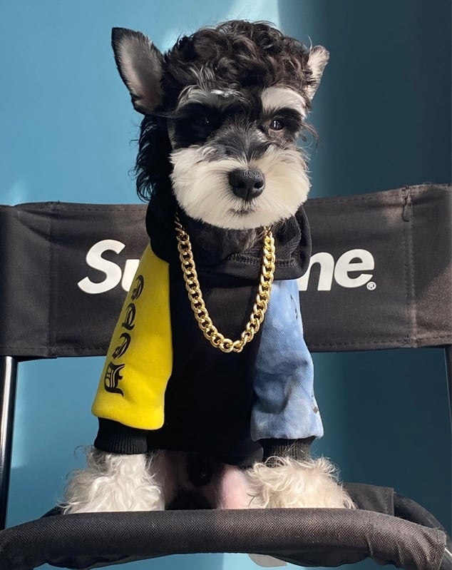 choco様❤️秋冬お洋服♡お帽子♡ハンドメイド犬服♡ CHOCO - clothes for dogs -