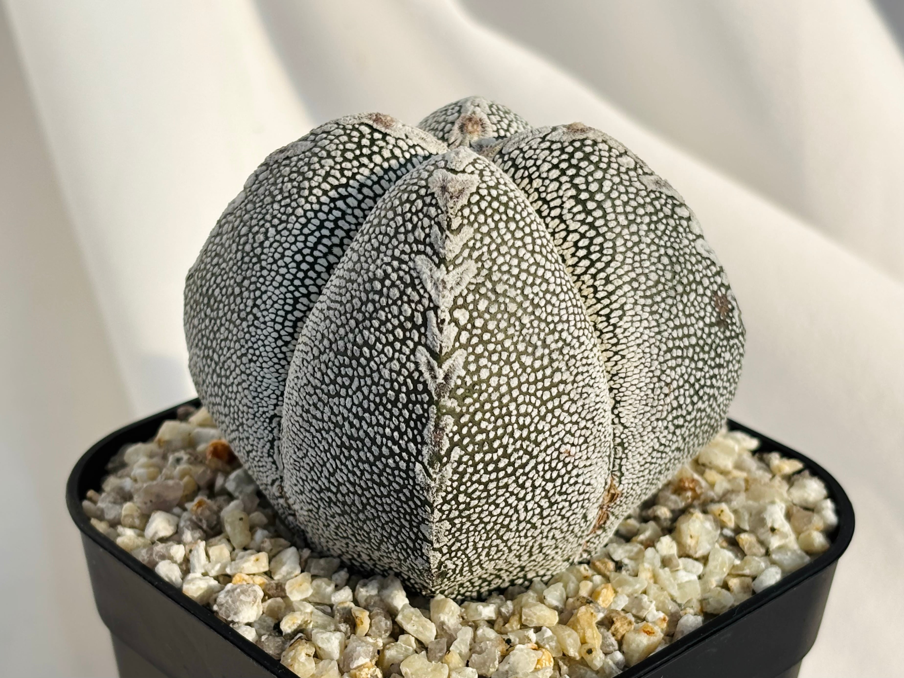Astrophytum myriostigma アストロフィツム ランポー玉 恩塚鸞鳳玉