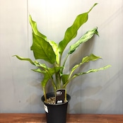【新着3日限定10%OFF】アグラオネマ コンタツム 斑入り【531】